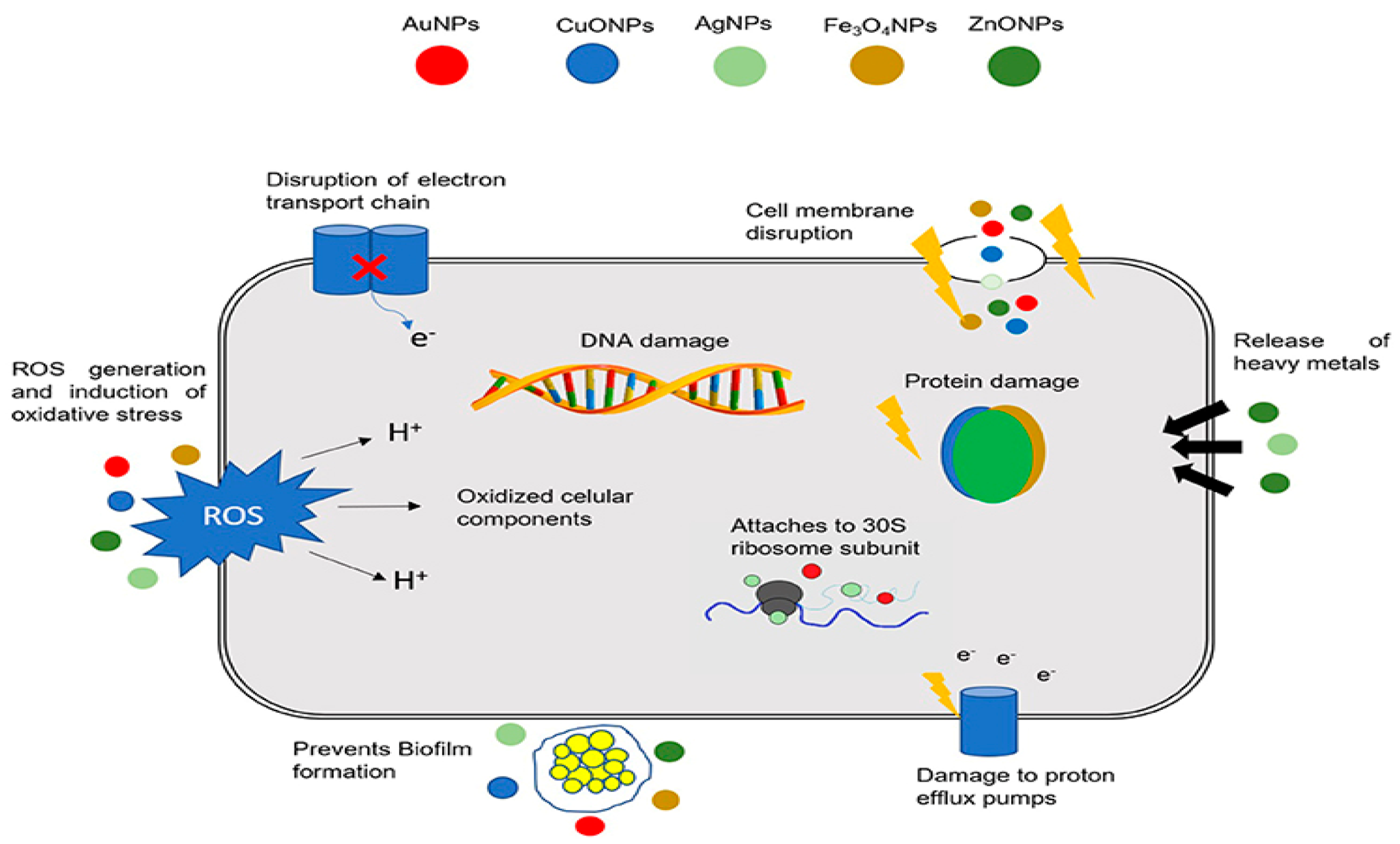 Ijms 21 08836 g001 Ijms 21 08836 g001