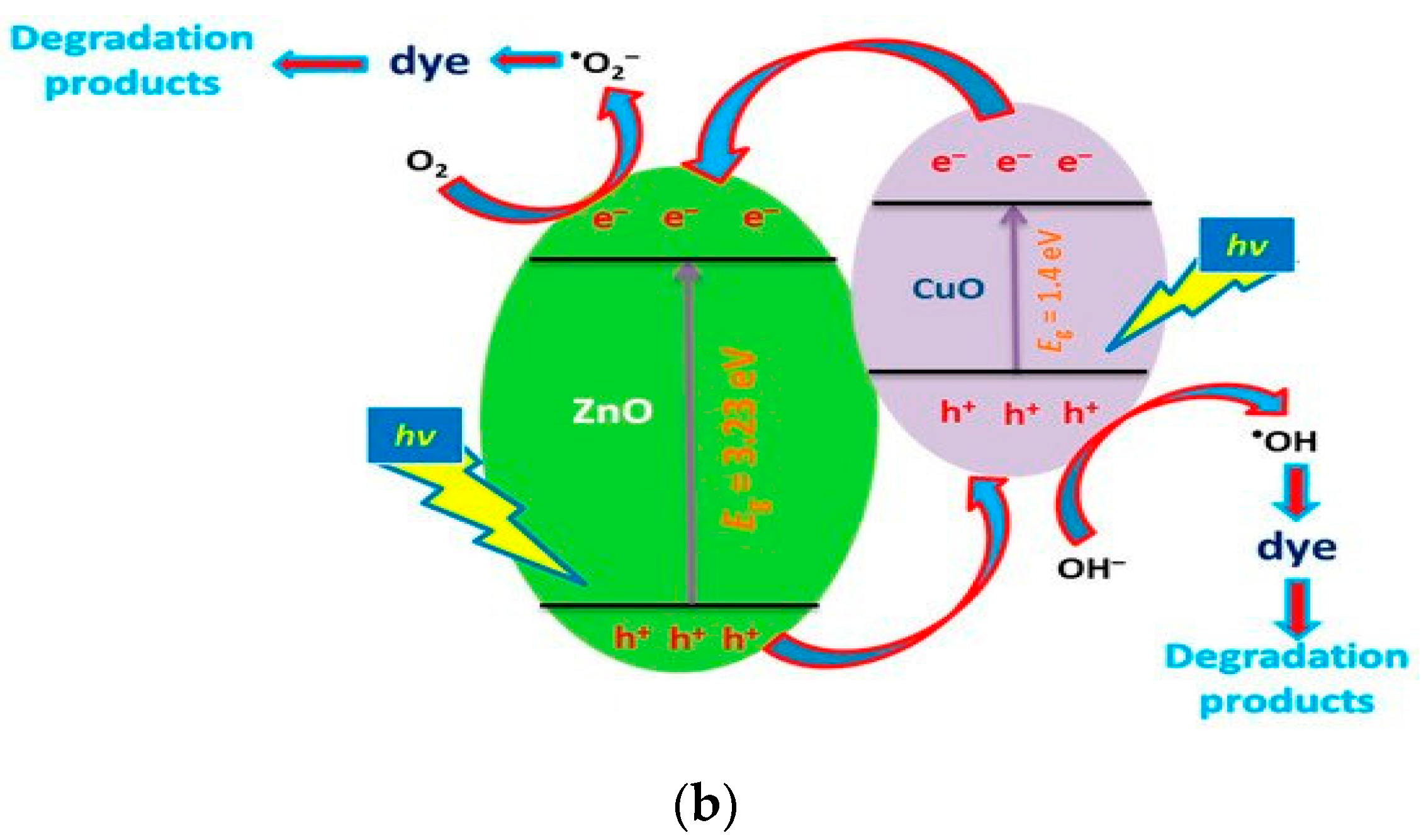 Ijms 21 08836 g010b Ijms 21 08836 g010b