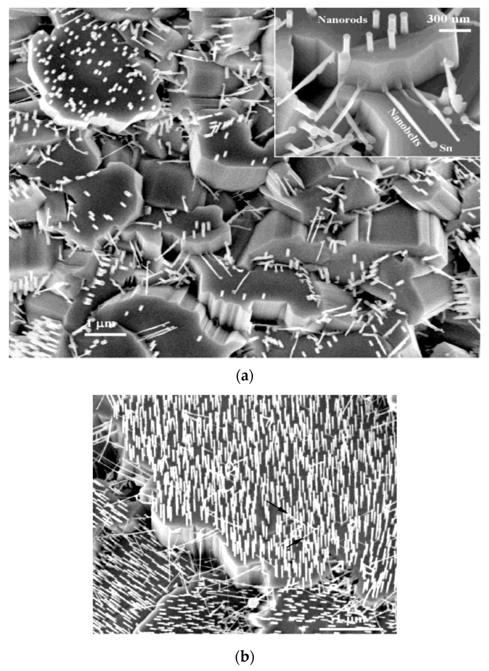 Ijms 21 08836 g011 Ijms 21 08836 g011