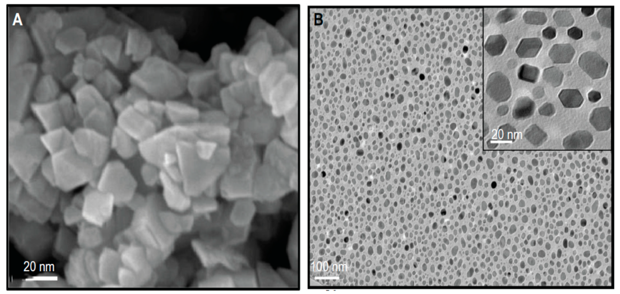 Ijms 21 08836 g013 Ijms 21 08836 g013