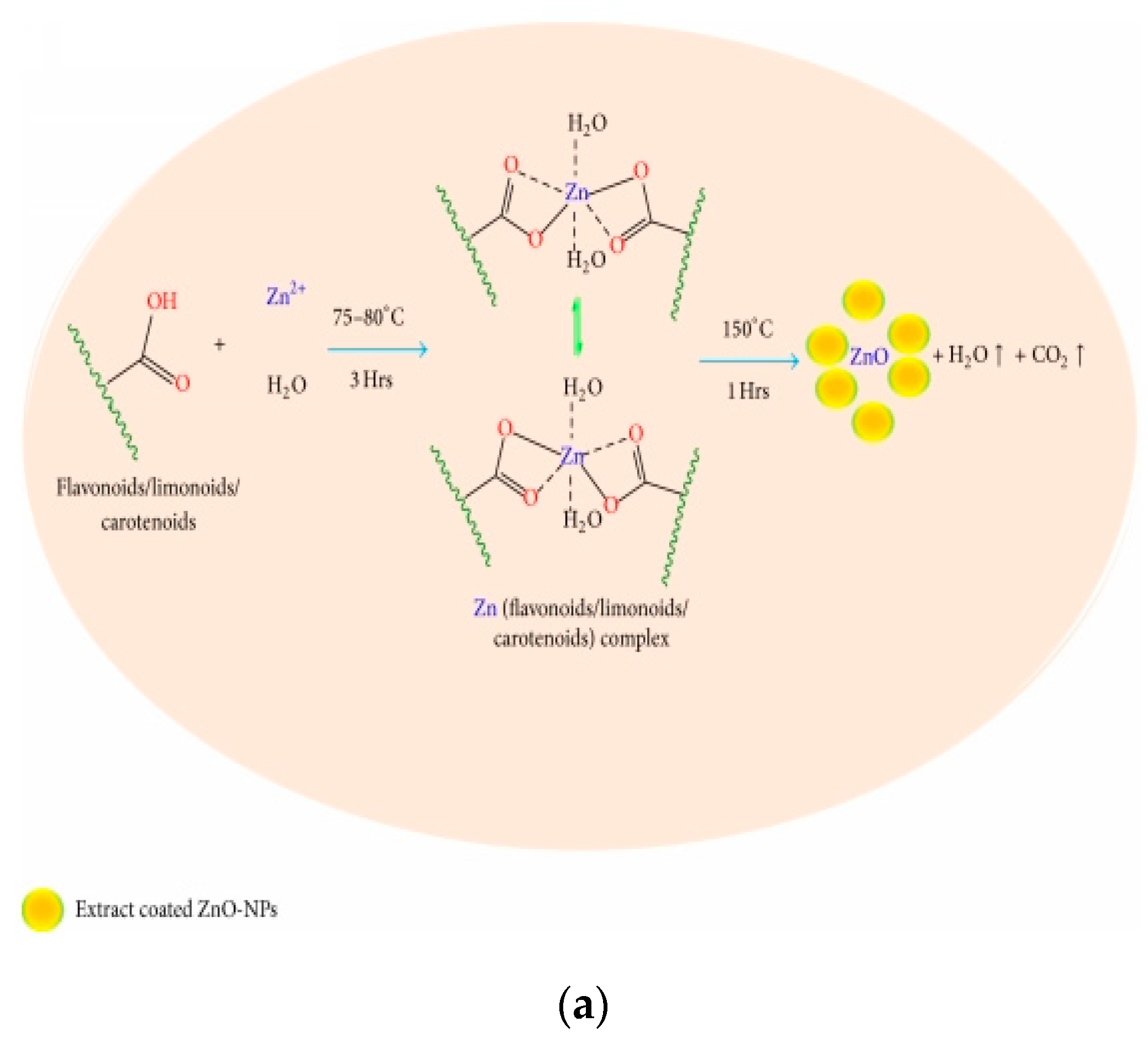 Ijms 21 08836 g014a Ijms 21 08836 g014a