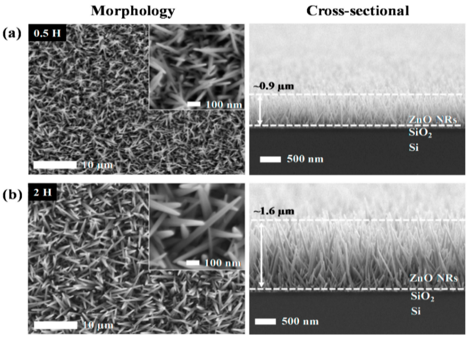 Ijms 21 08836 g015 Ijms 21 08836 g015