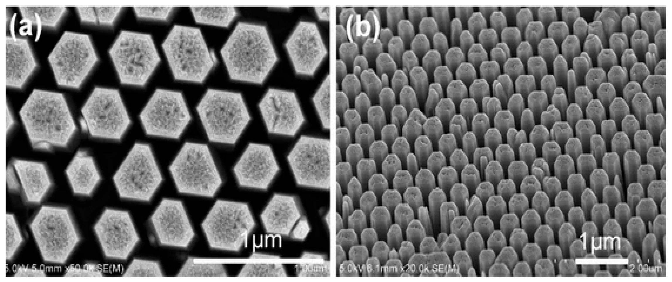 Ijms 21 08836 g016 Ijms 21 08836 g016