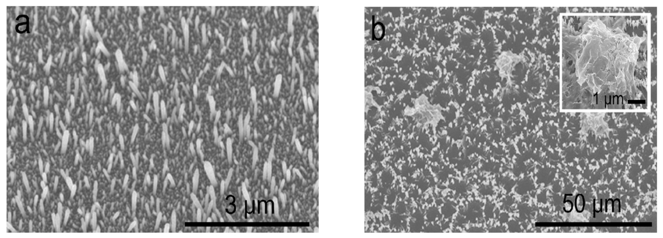 Ijms 21 08836 g017a Ijms 21 08836 g017a