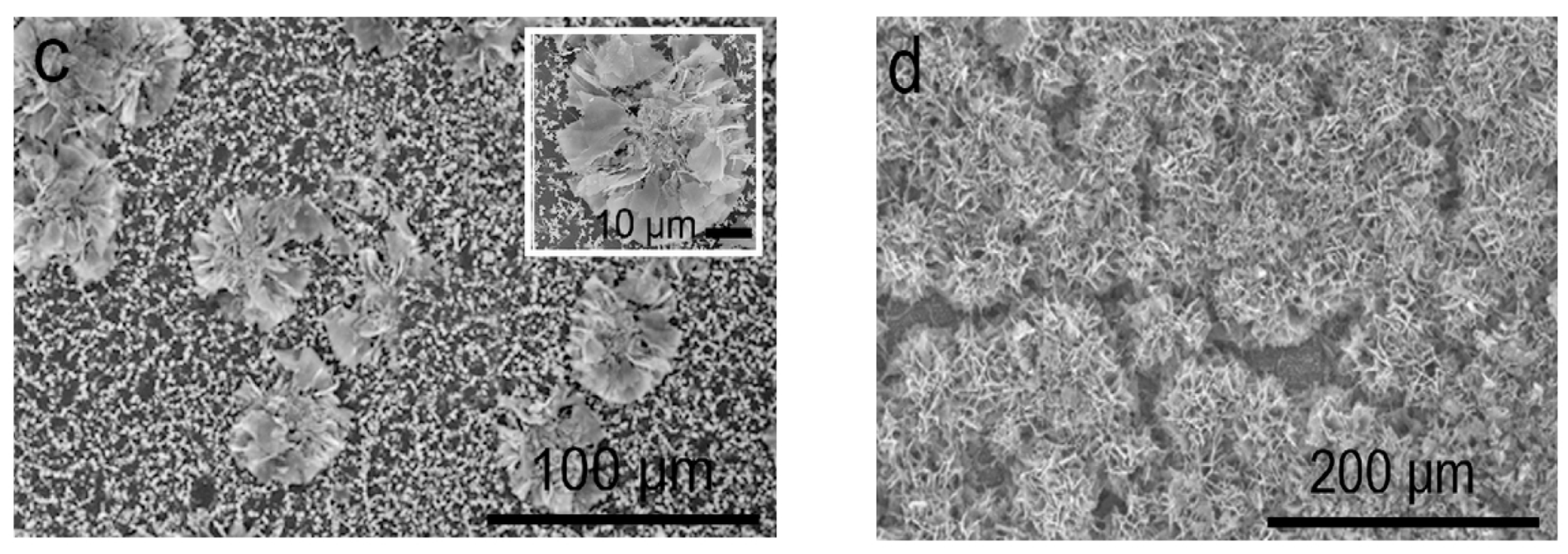 Ijms 21 08836 g017b Ijms 21 08836 g017b