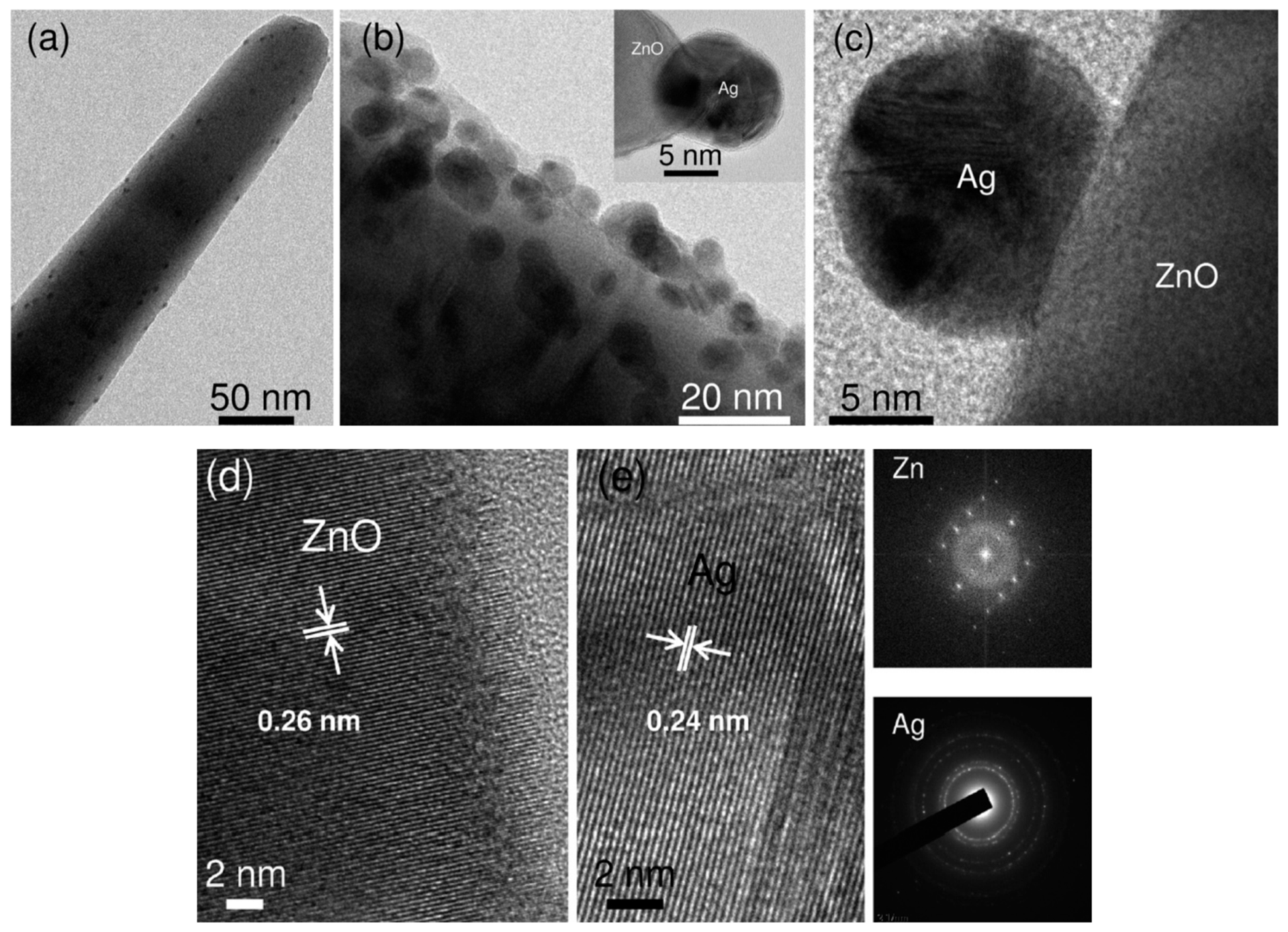 Ijms 21 08836 g020 Ijms 21 08836 g020