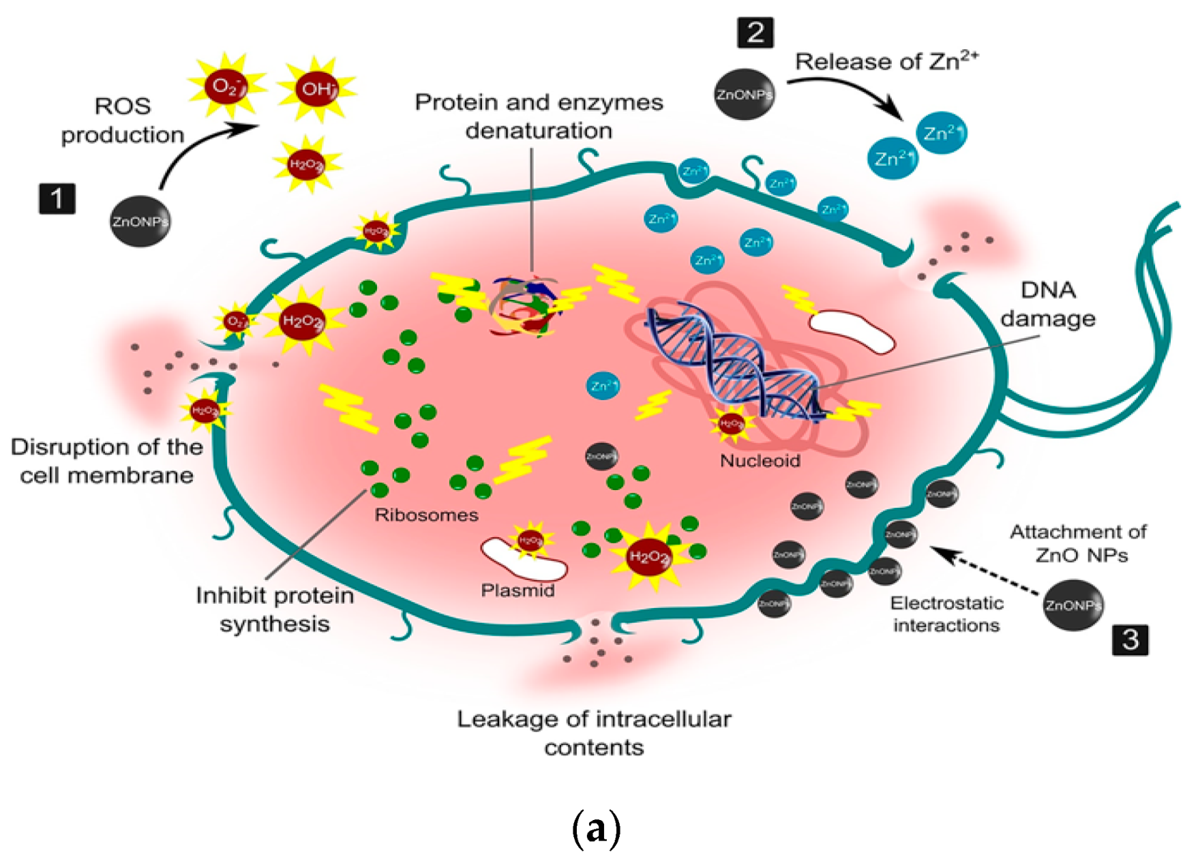 Ijms 21 08836 g022a Ijms 21 08836 g022a