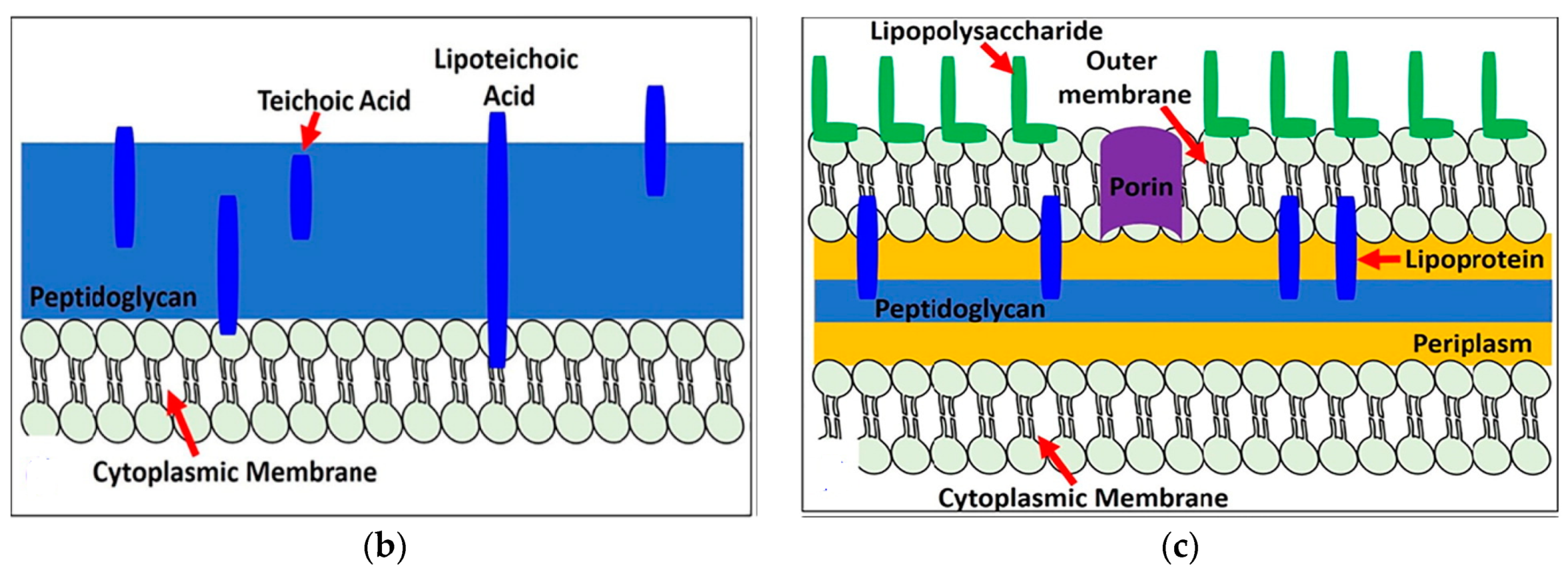 Ijms 21 08836 g022b Ijms 21 08836 g022b