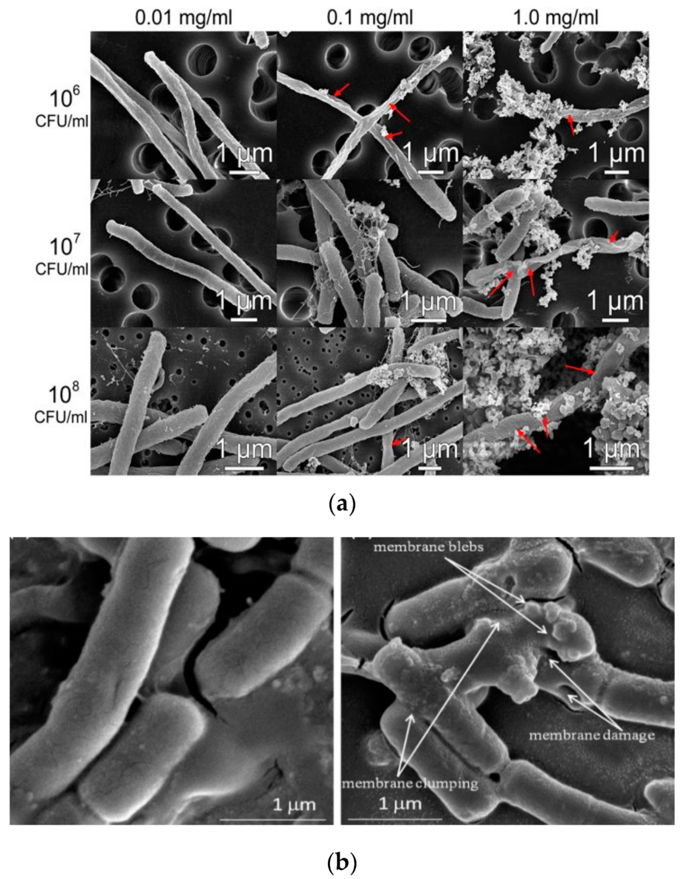 Ijms 21 08836 g025a Ijms 21 08836 g025a