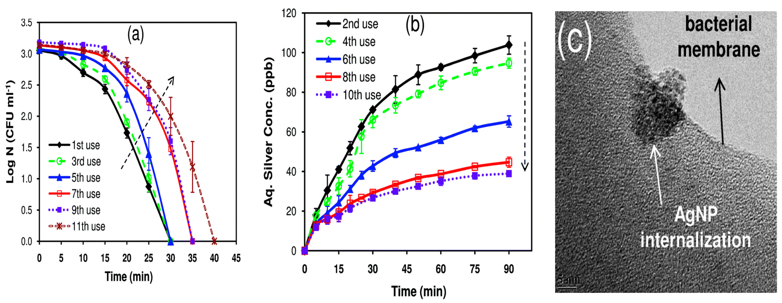 Ijms 21 08836 g031 Ijms 21 08836 g031