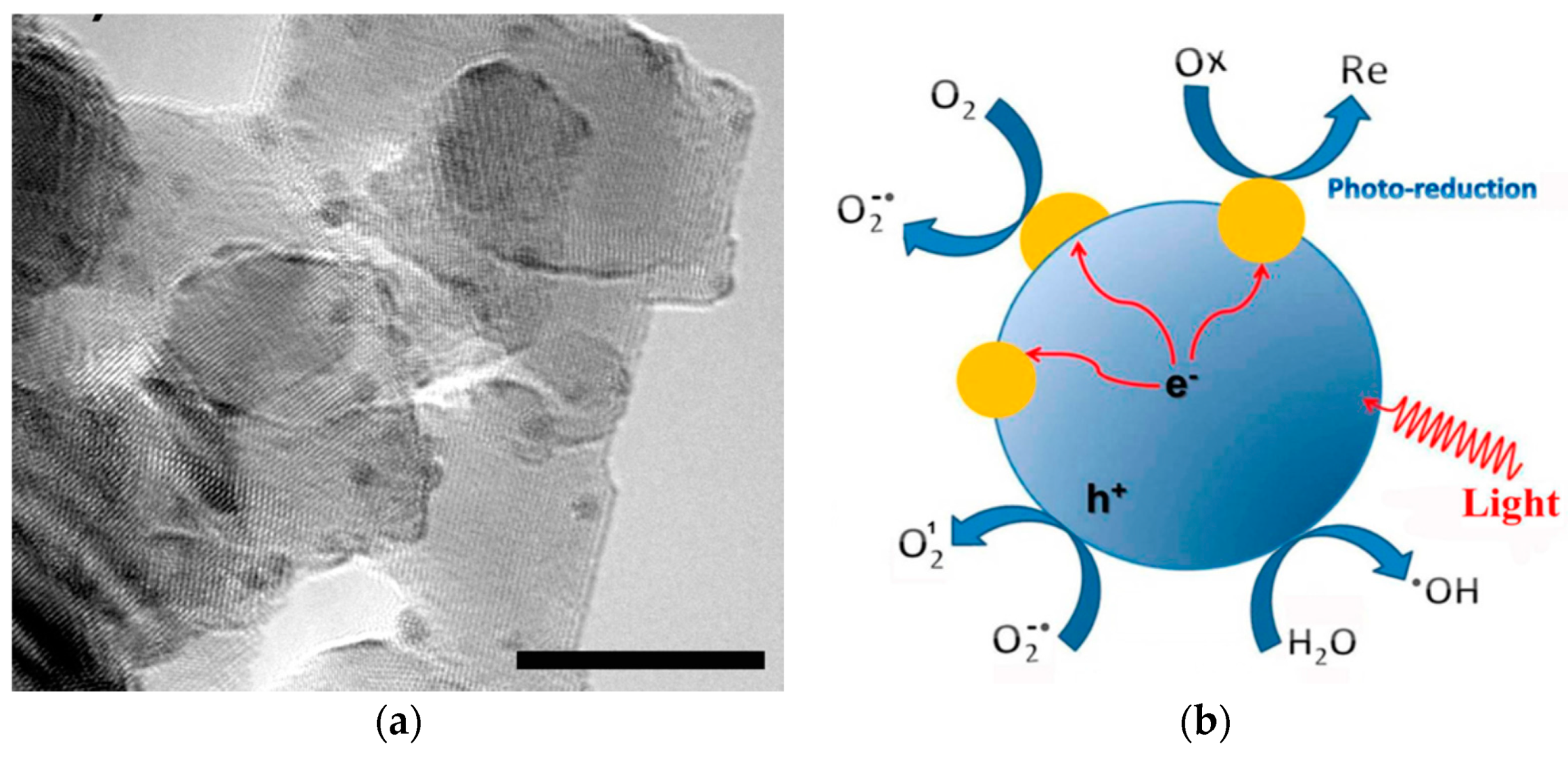 Ijms 21 08836 g037a Ijms 21 08836 g037a