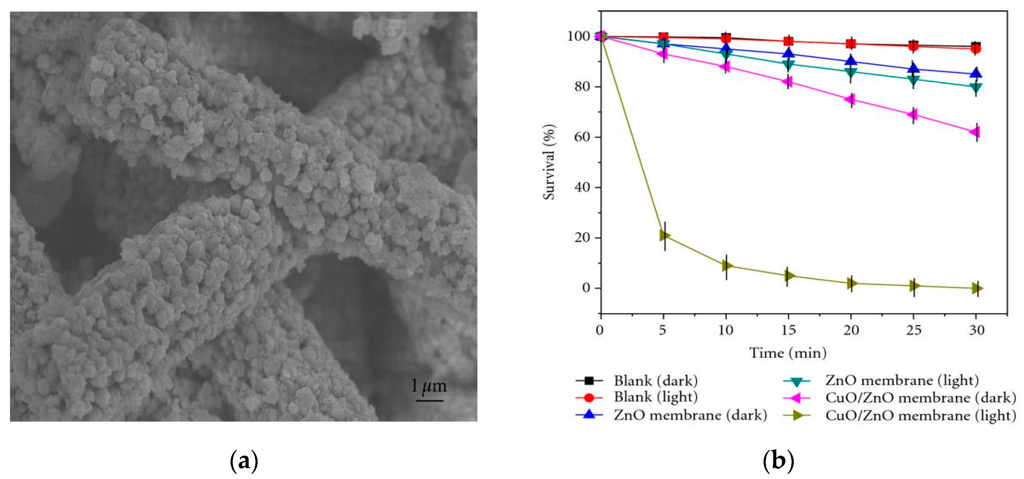 Ijms 21 08836 g042 Ijms 21 08836 g042