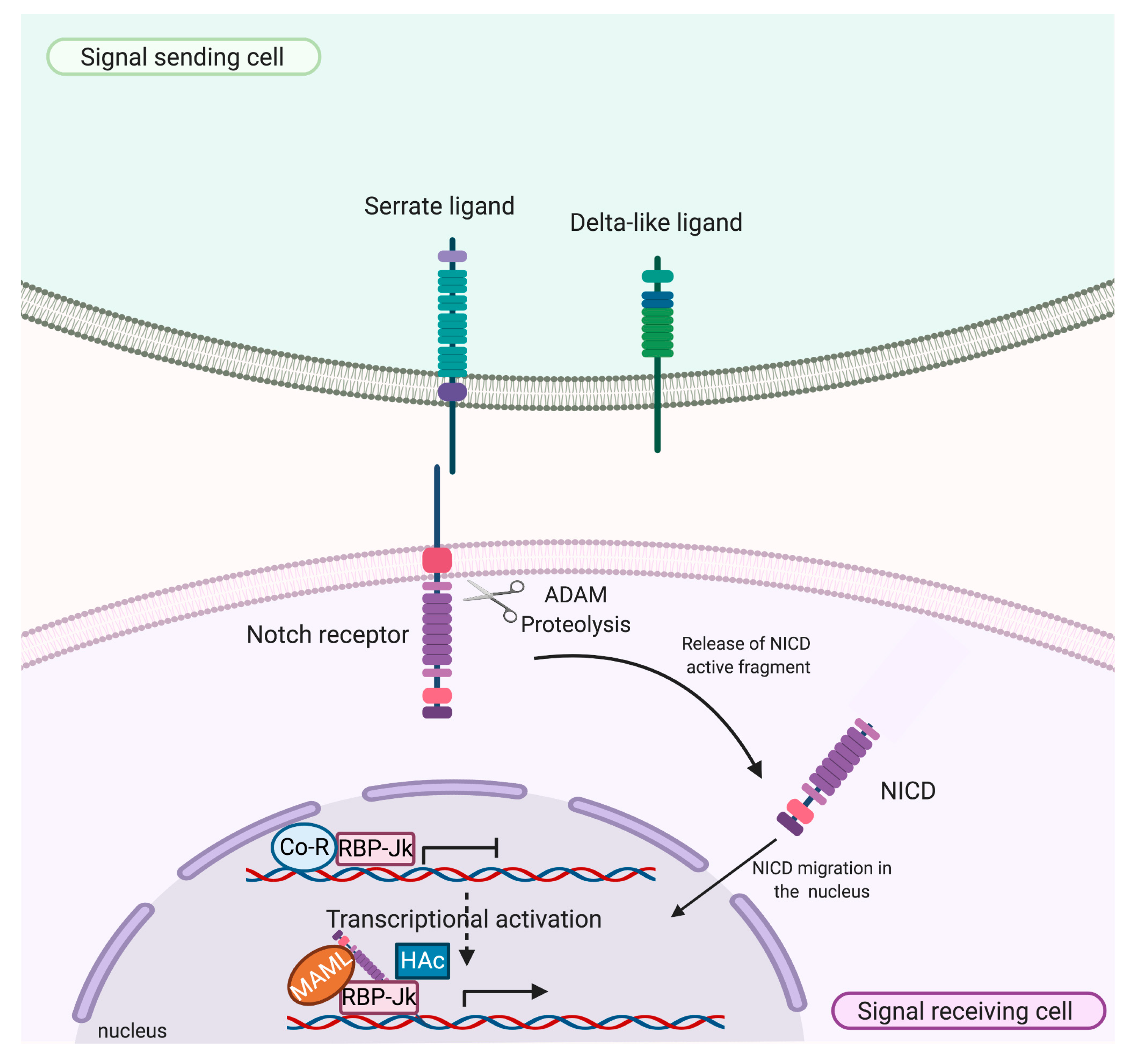 Ijms 21 08847 g002 Ijms 21 08847 g002