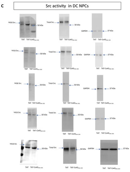 Ijms 21 08852 g0a1d Ijms 21 08852 g0a1d