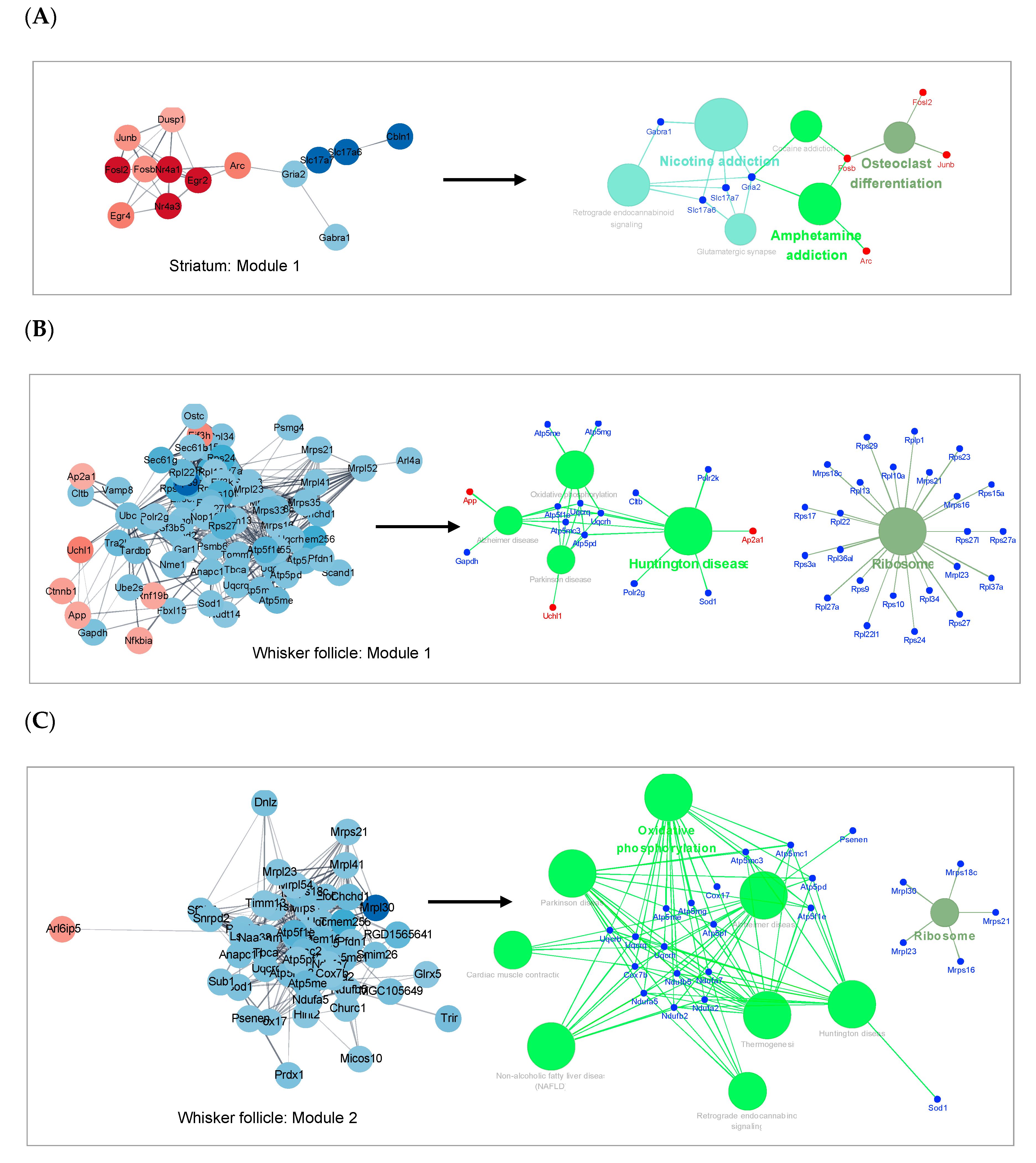 Ijms 21 08856 g005 Ijms 21 08856 g005