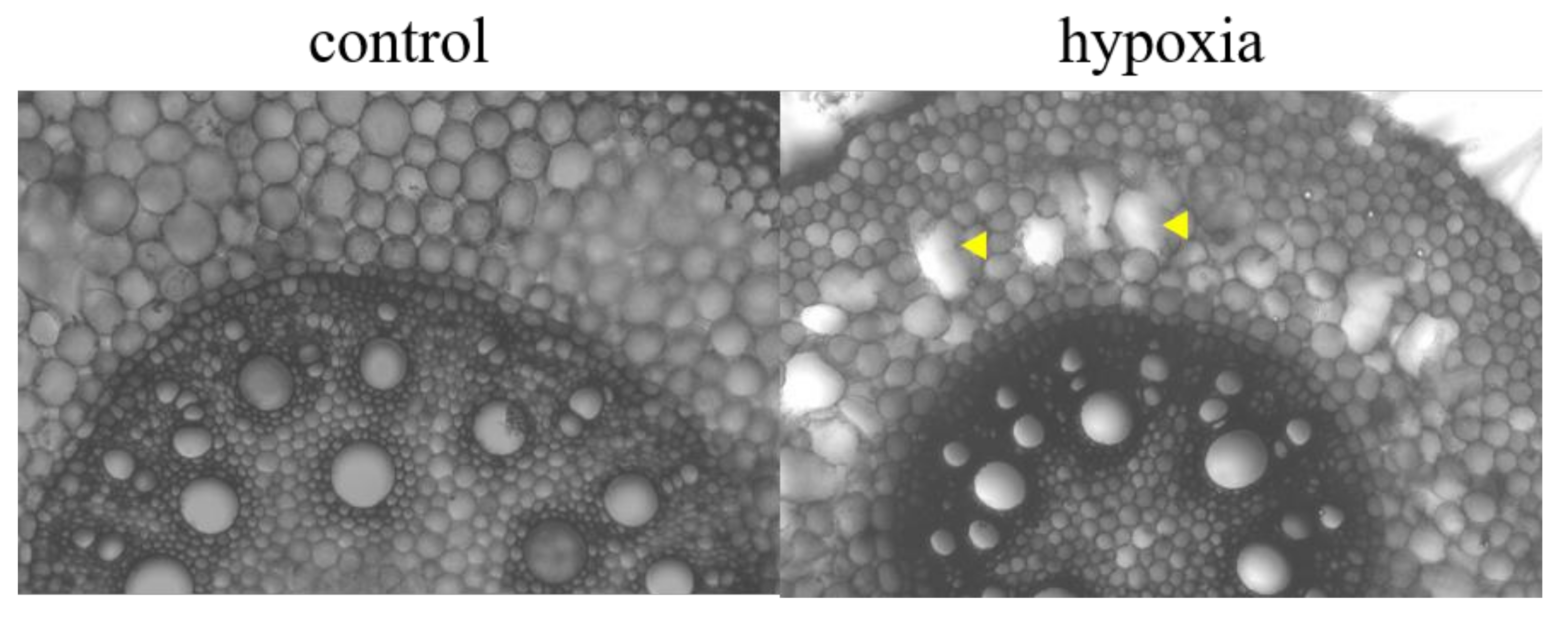 Ijms 21 08872 g006 Ijms 21 08872 g006