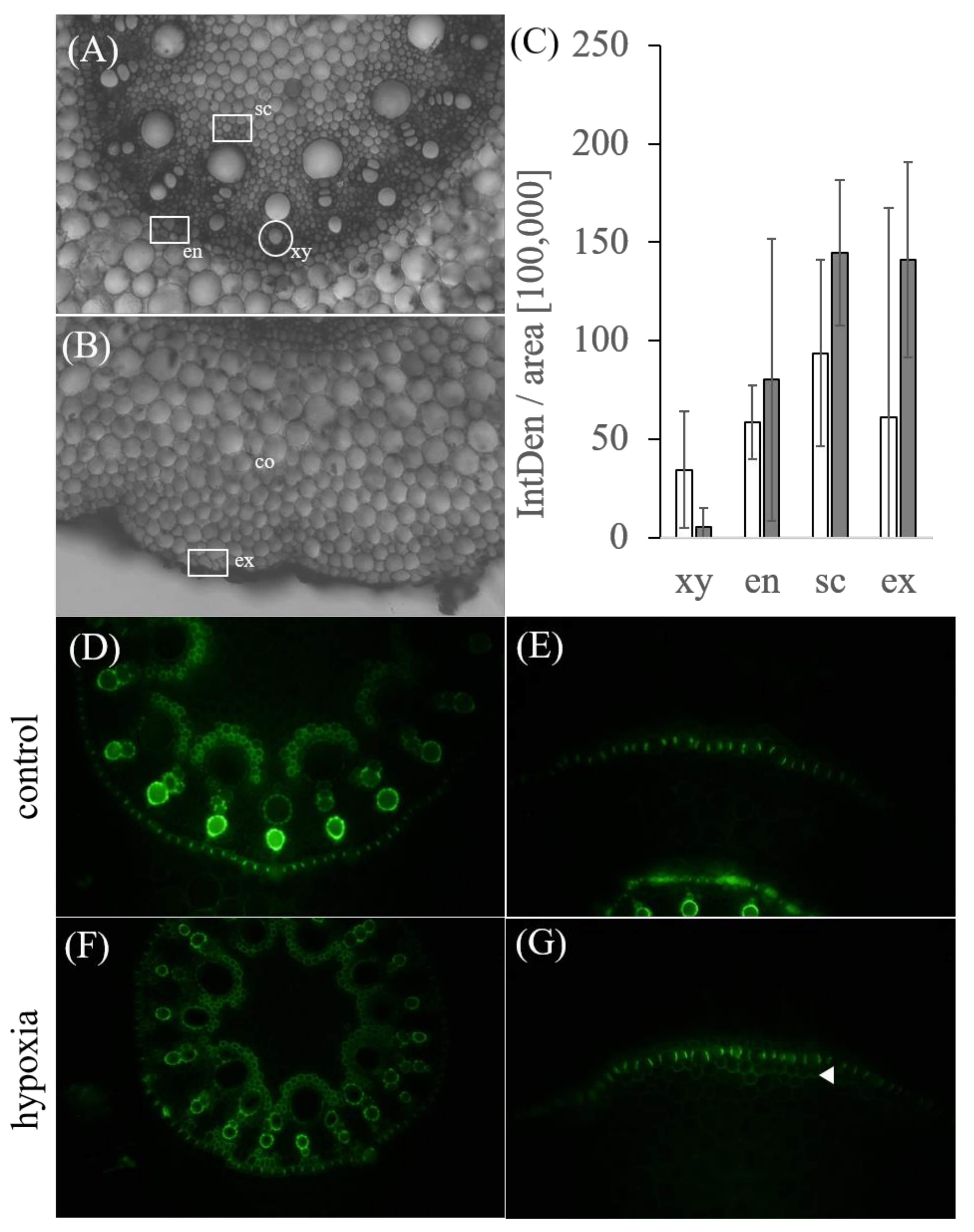 Ijms 21 08872 g008 Ijms 21 08872 g008