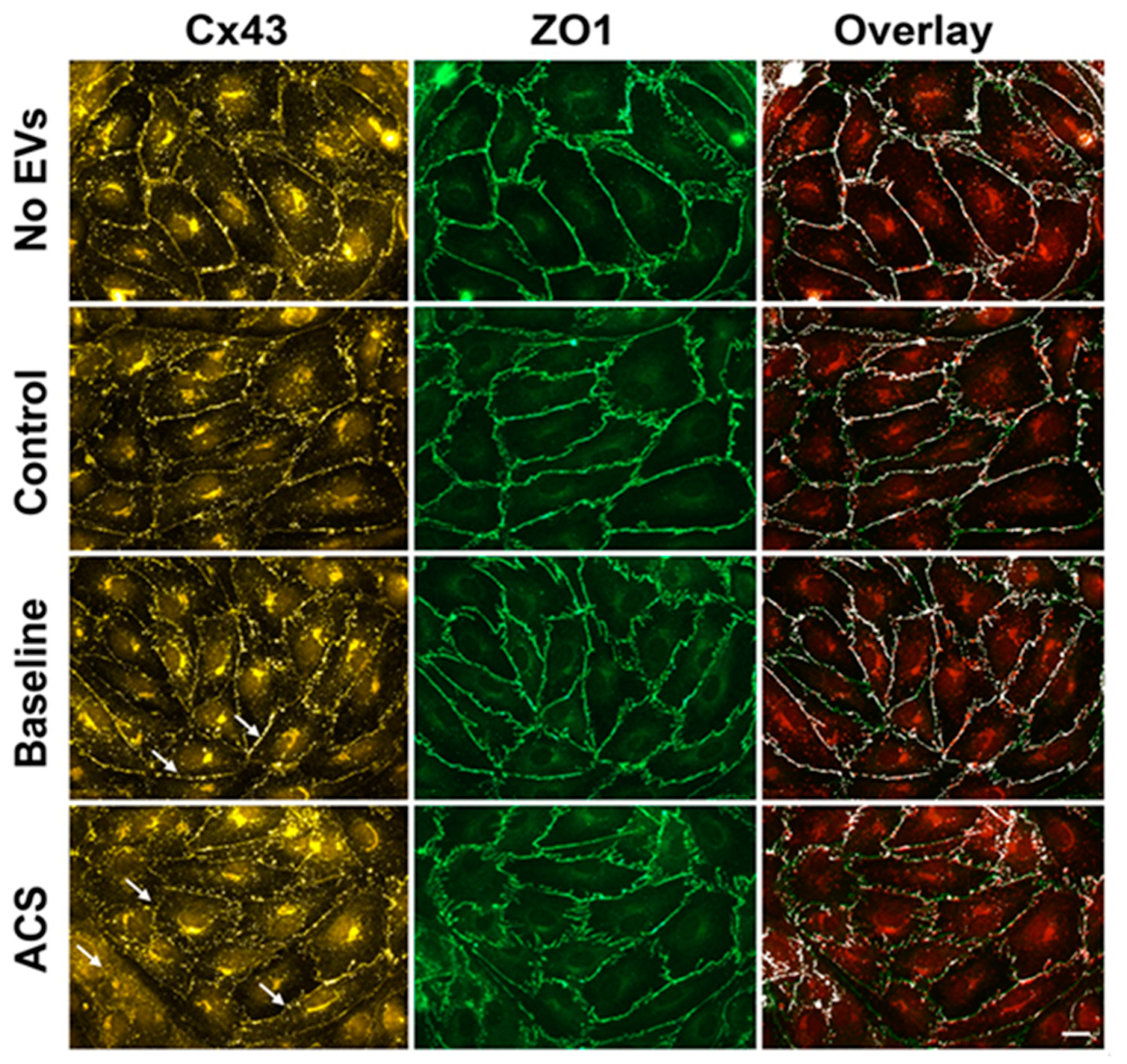 Ijms 21 08884 g001 Ijms 21 08884 g001