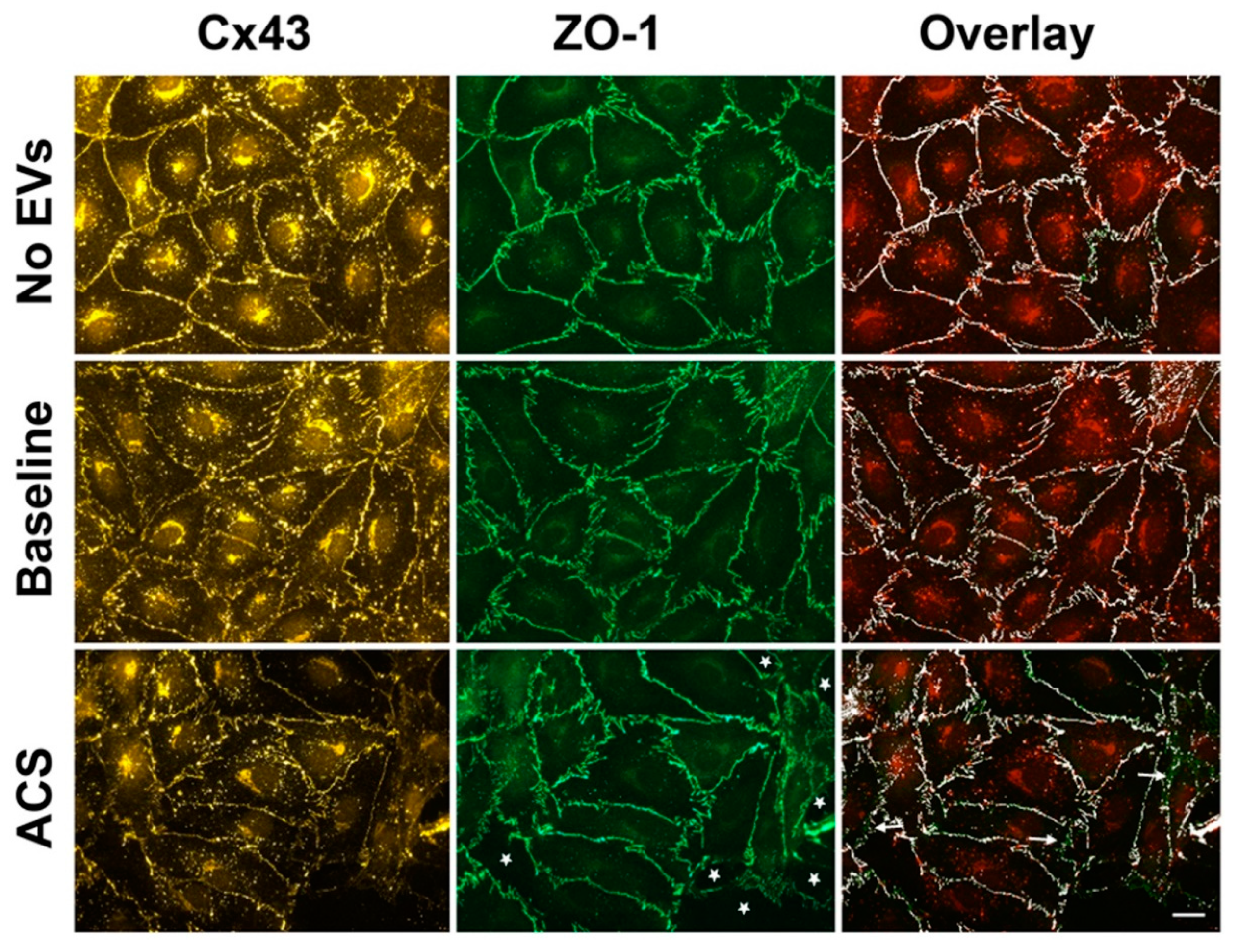 Ijms 21 08884 g002 Ijms 21 08884 g002