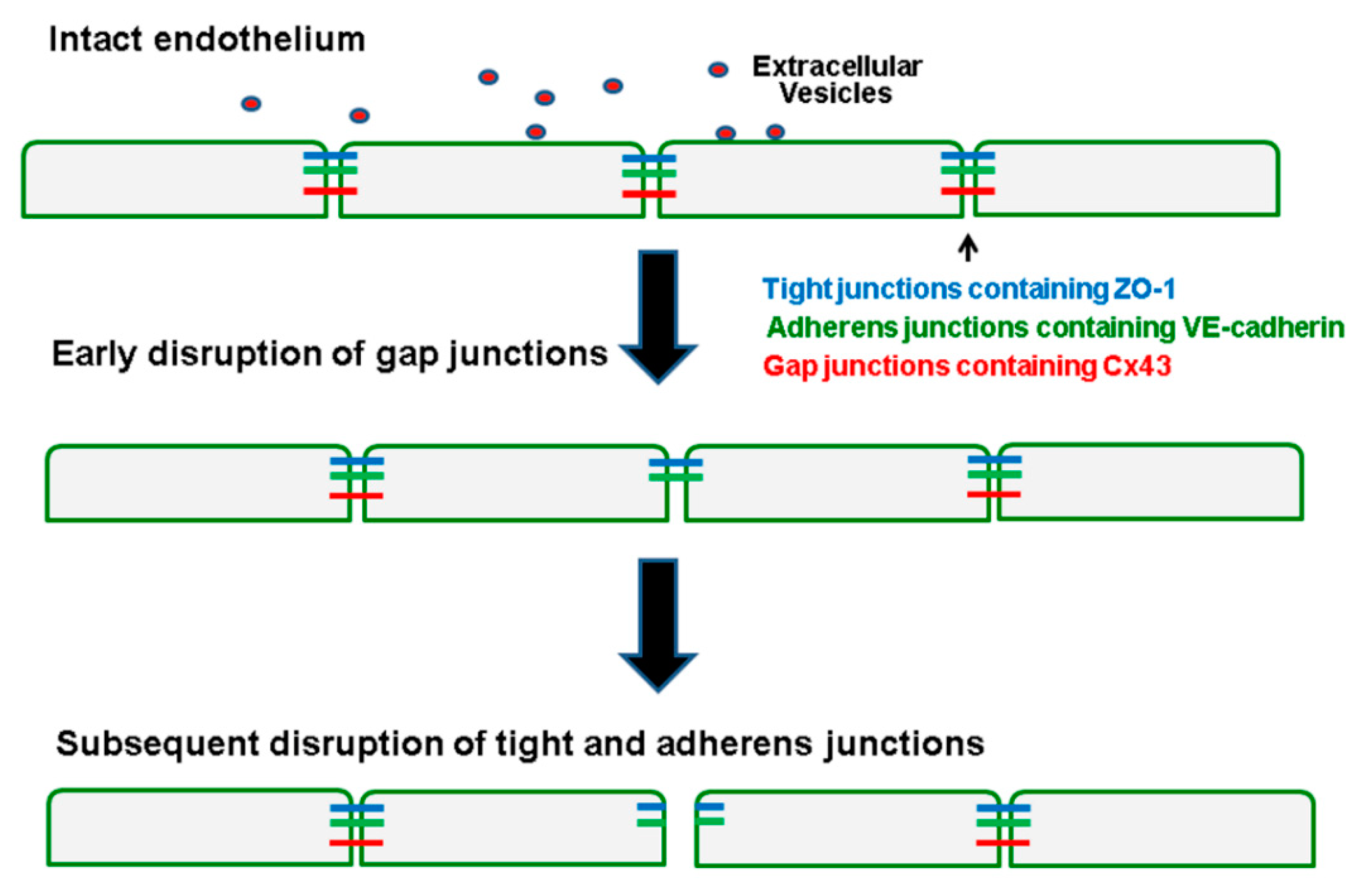 Ijms 21 08884 g007 Ijms 21 08884 g007