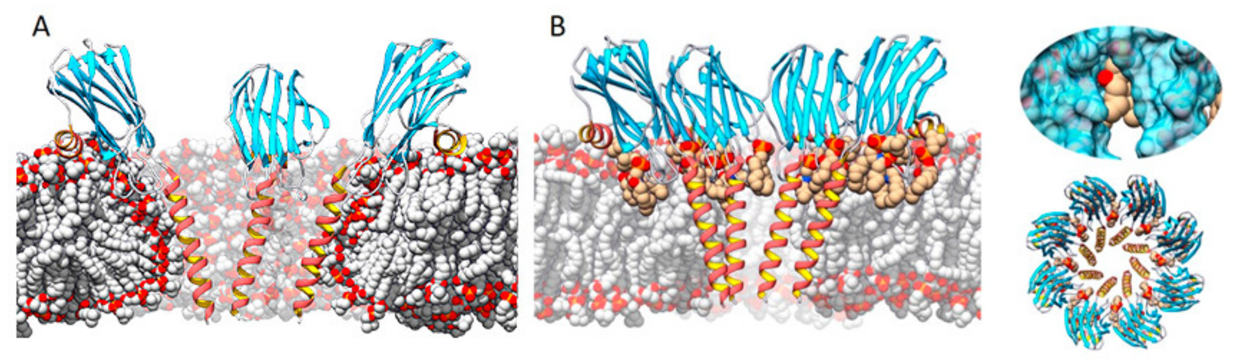 Ijms 21 08915 g004 Ijms 21 08915 g004