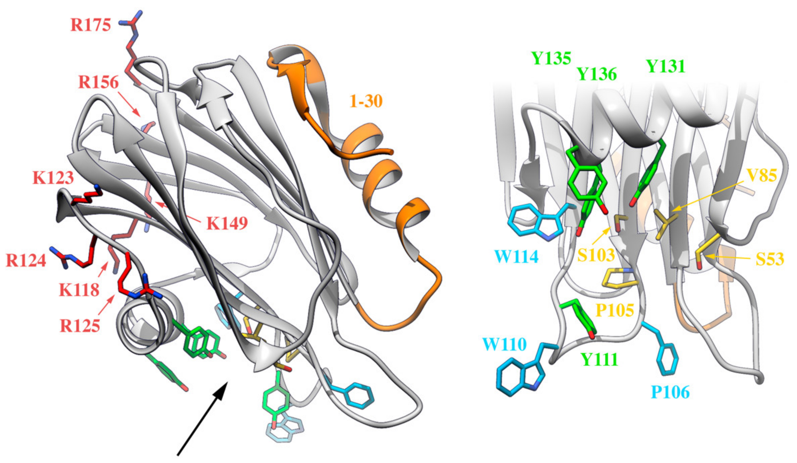 Ijms 21 08915 g005 Ijms 21 08915 g005