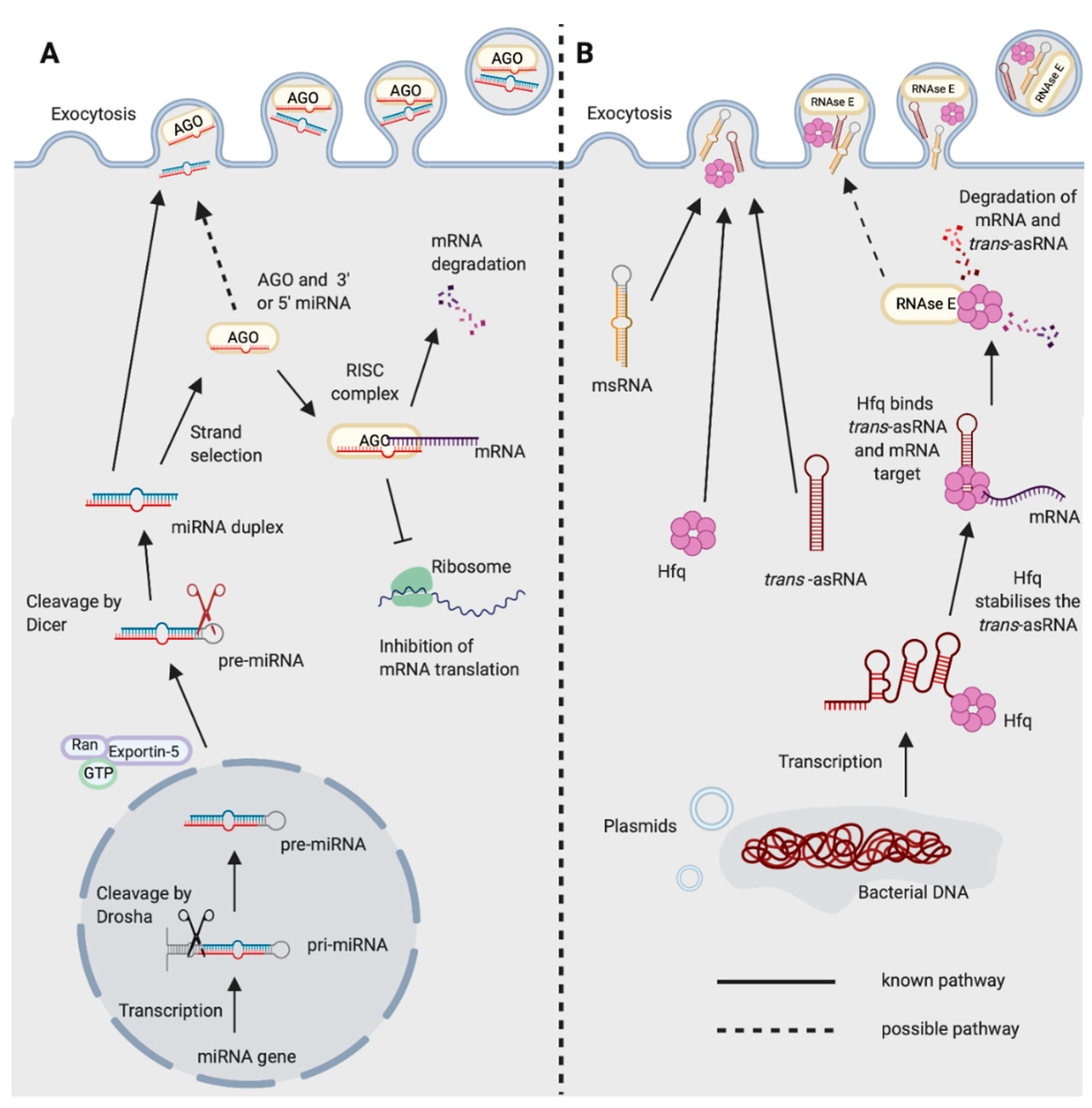 Ijms 21 08919 g001 Ijms 21 08919 g001