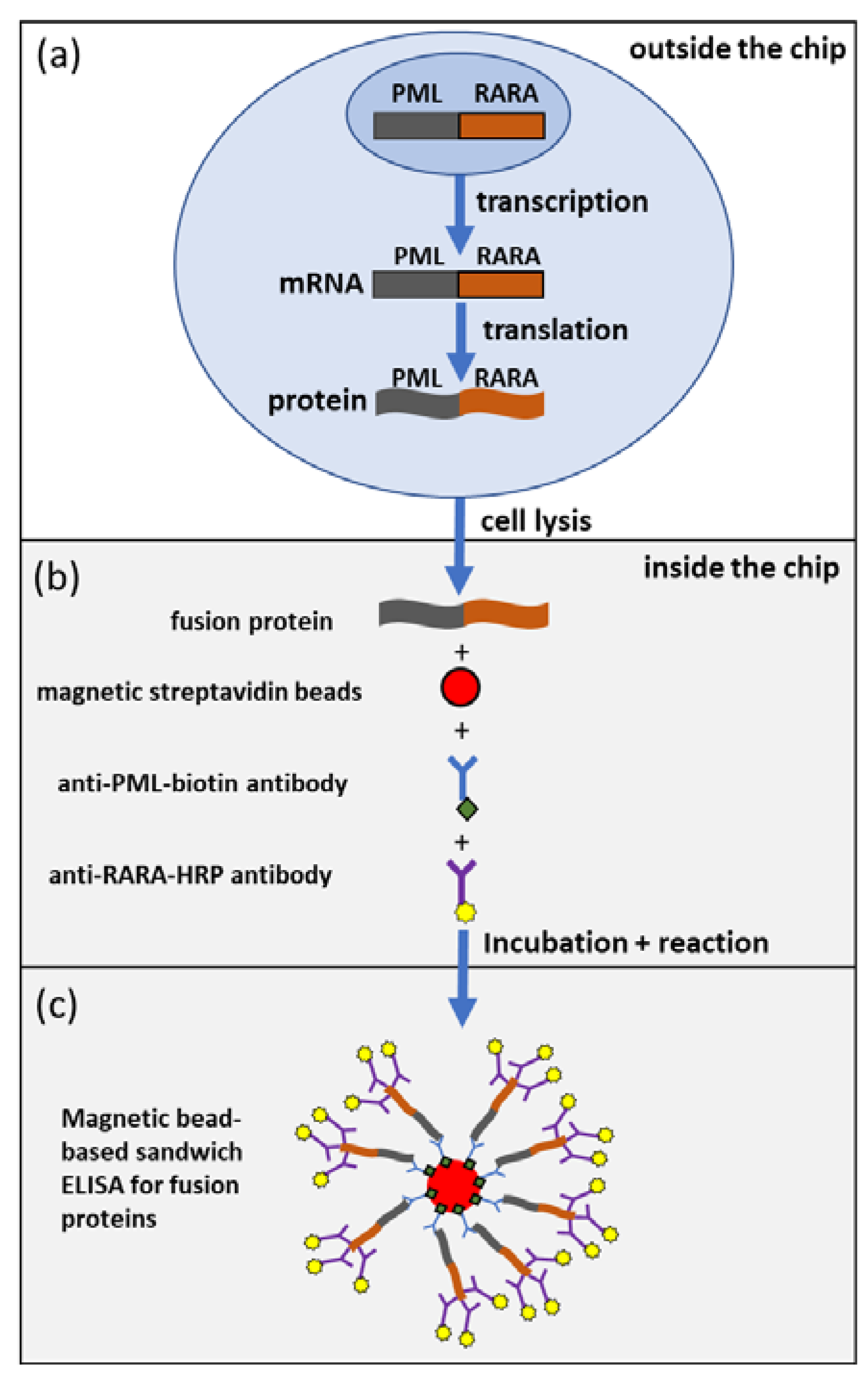 Ijms 21 08942 g001 Ijms 21 08942 g001