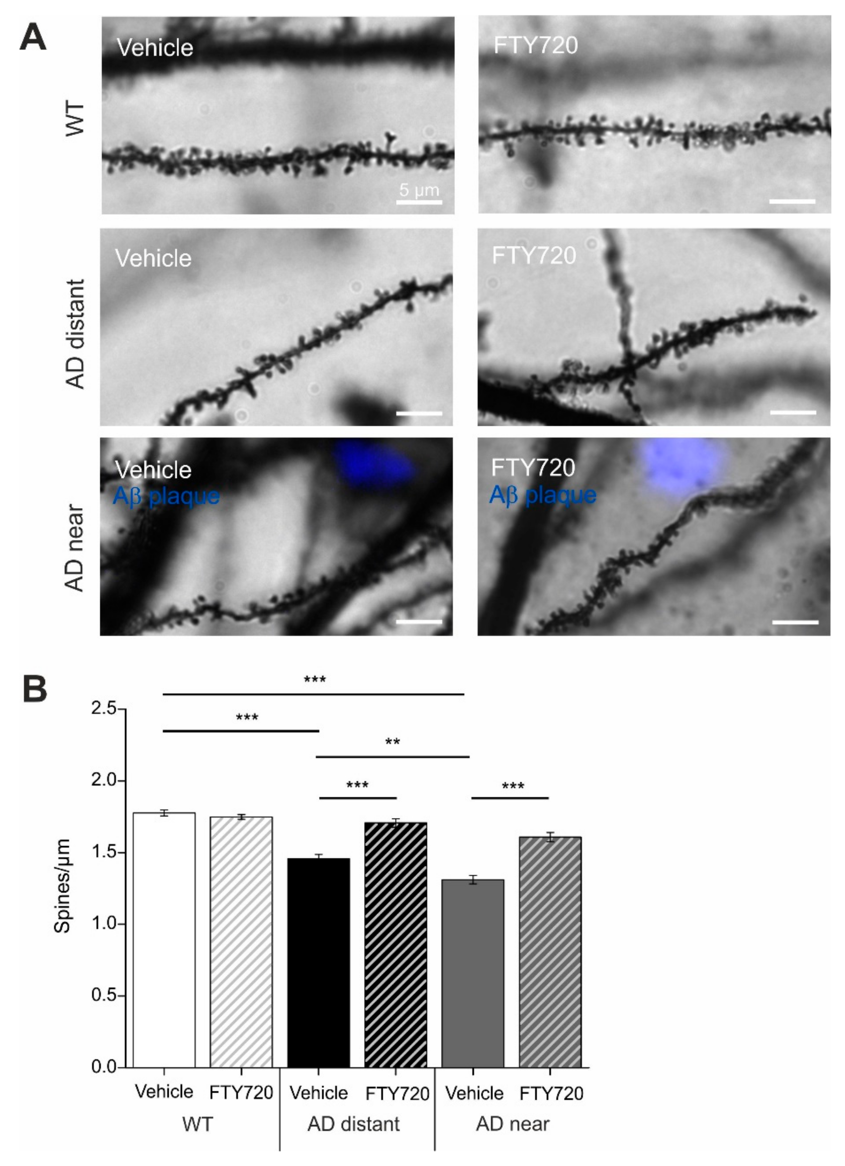 Ijms 21 08957 g002 Ijms 21 08957 g002