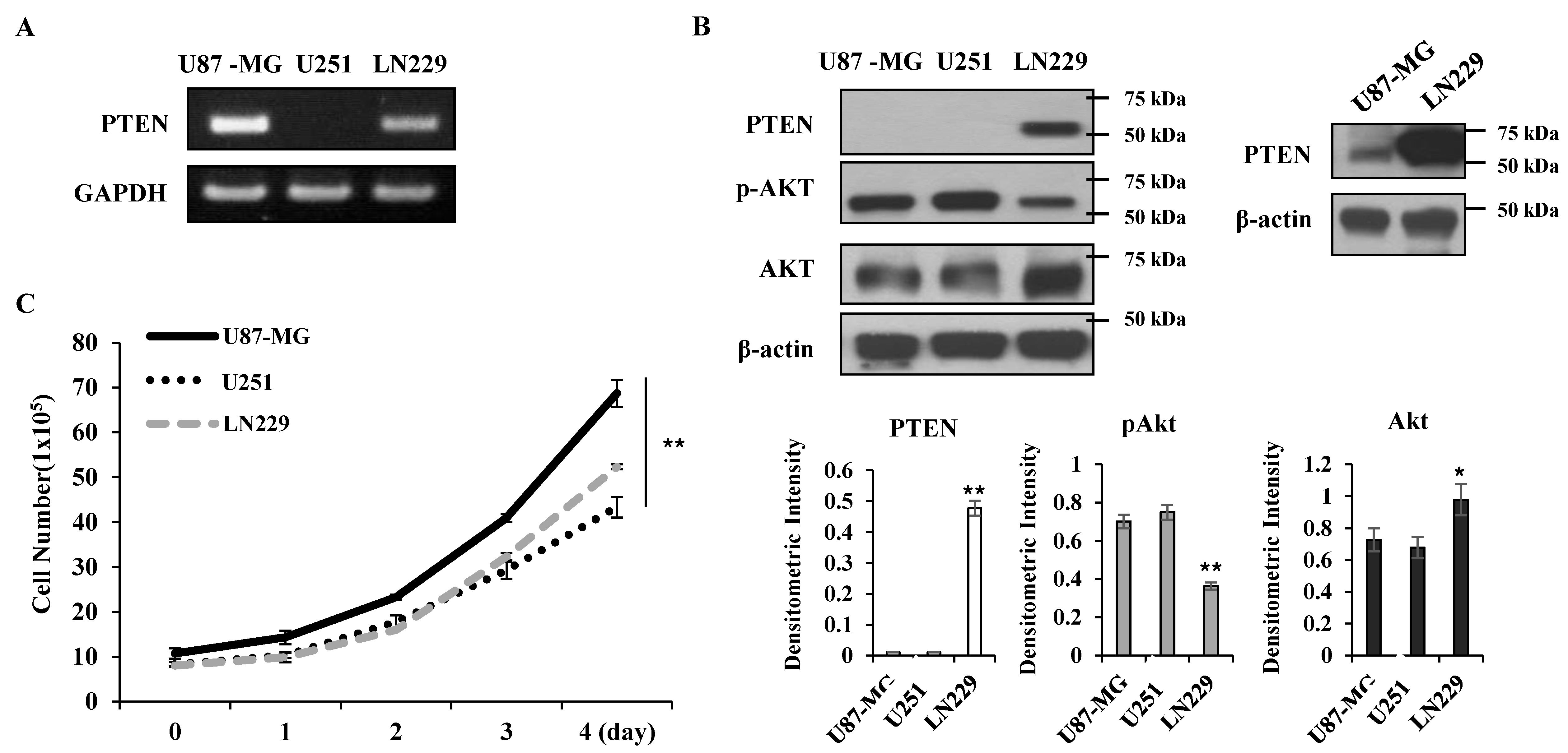 Ijms 21 08982 g001 Ijms 21 08982 g001