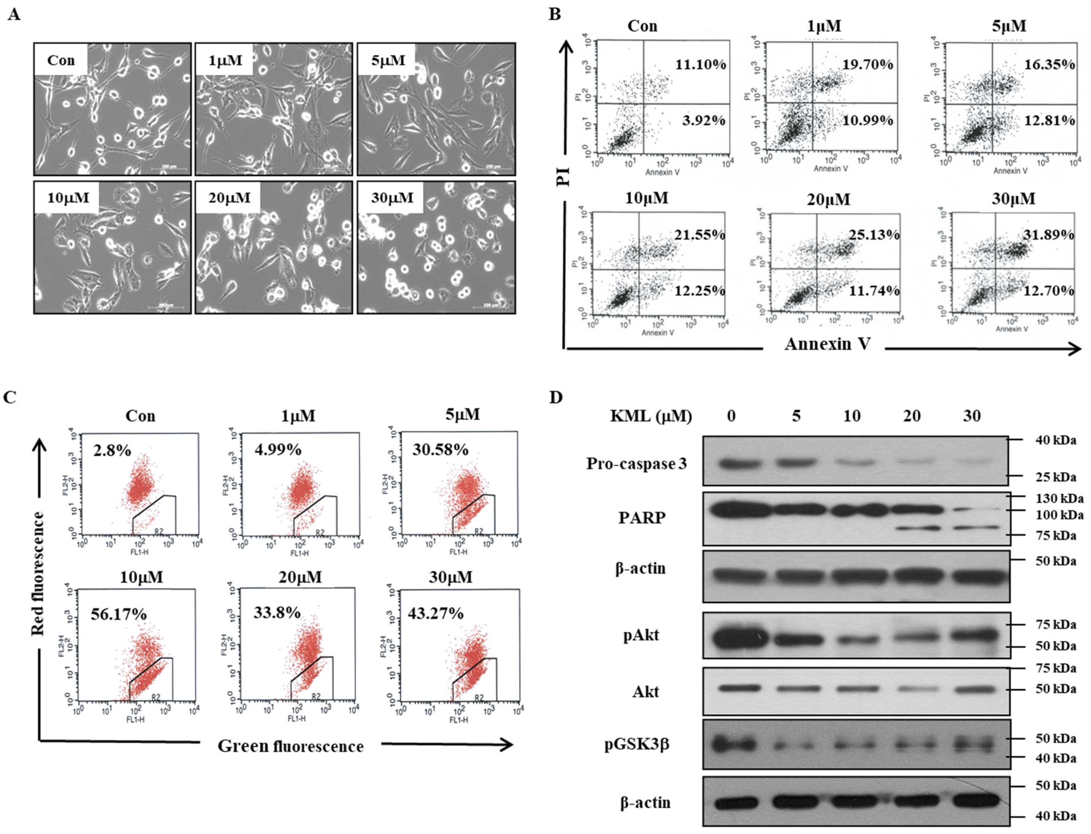 Ijms 21 08982 g003 Ijms 21 08982 g003