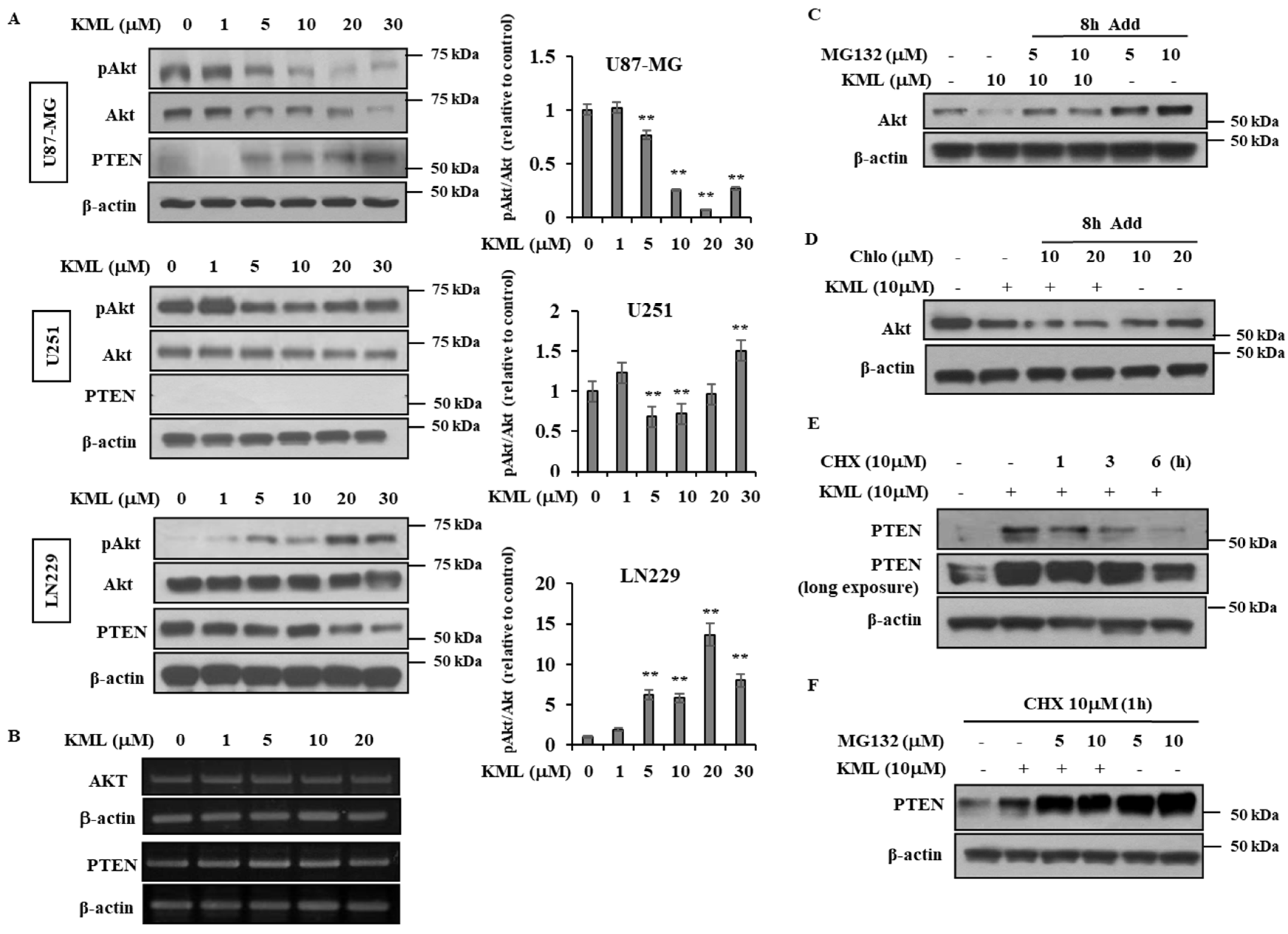 Ijms 21 08982 g004 Ijms 21 08982 g004