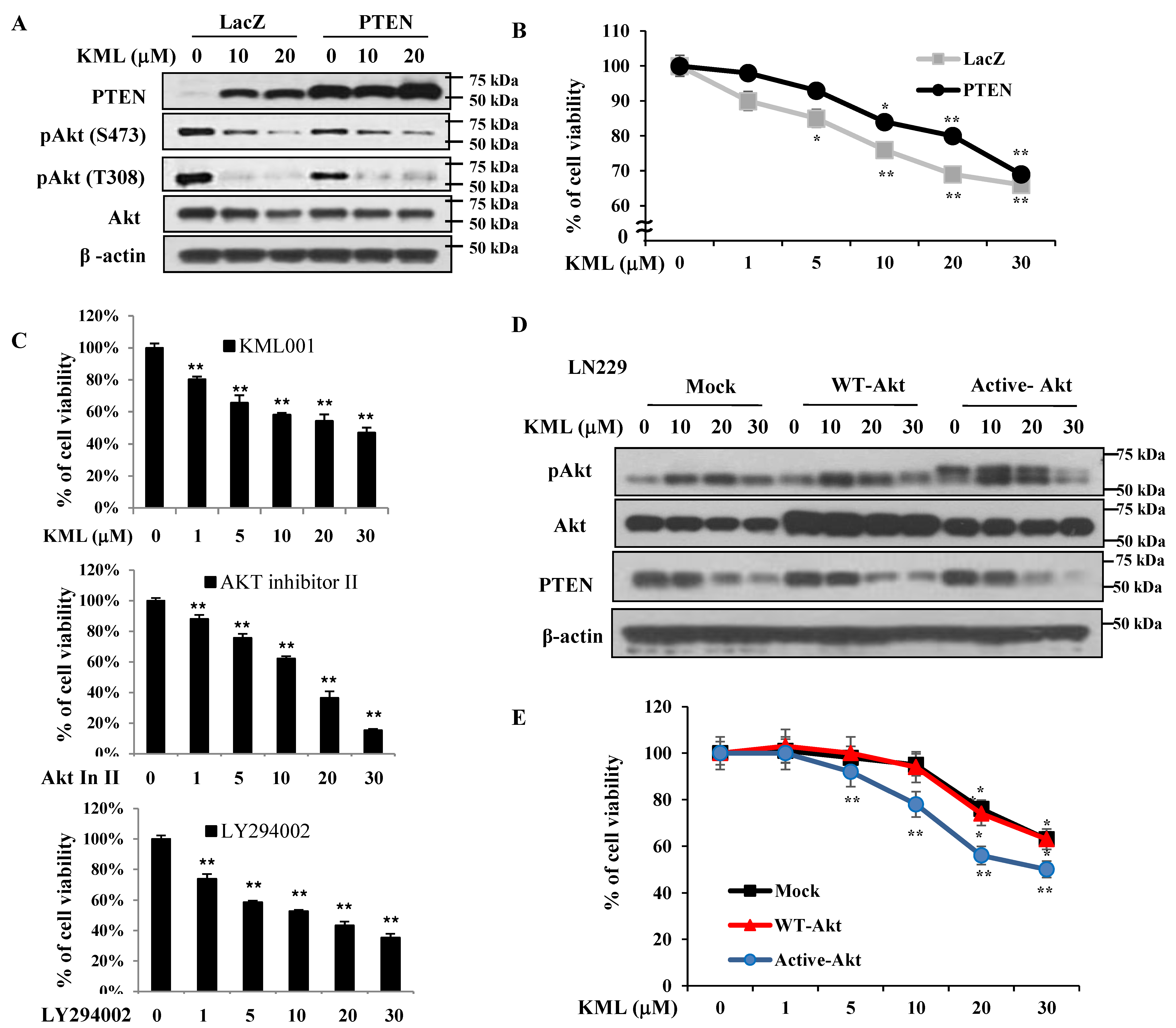 Ijms 21 08982 g005 Ijms 21 08982 g005