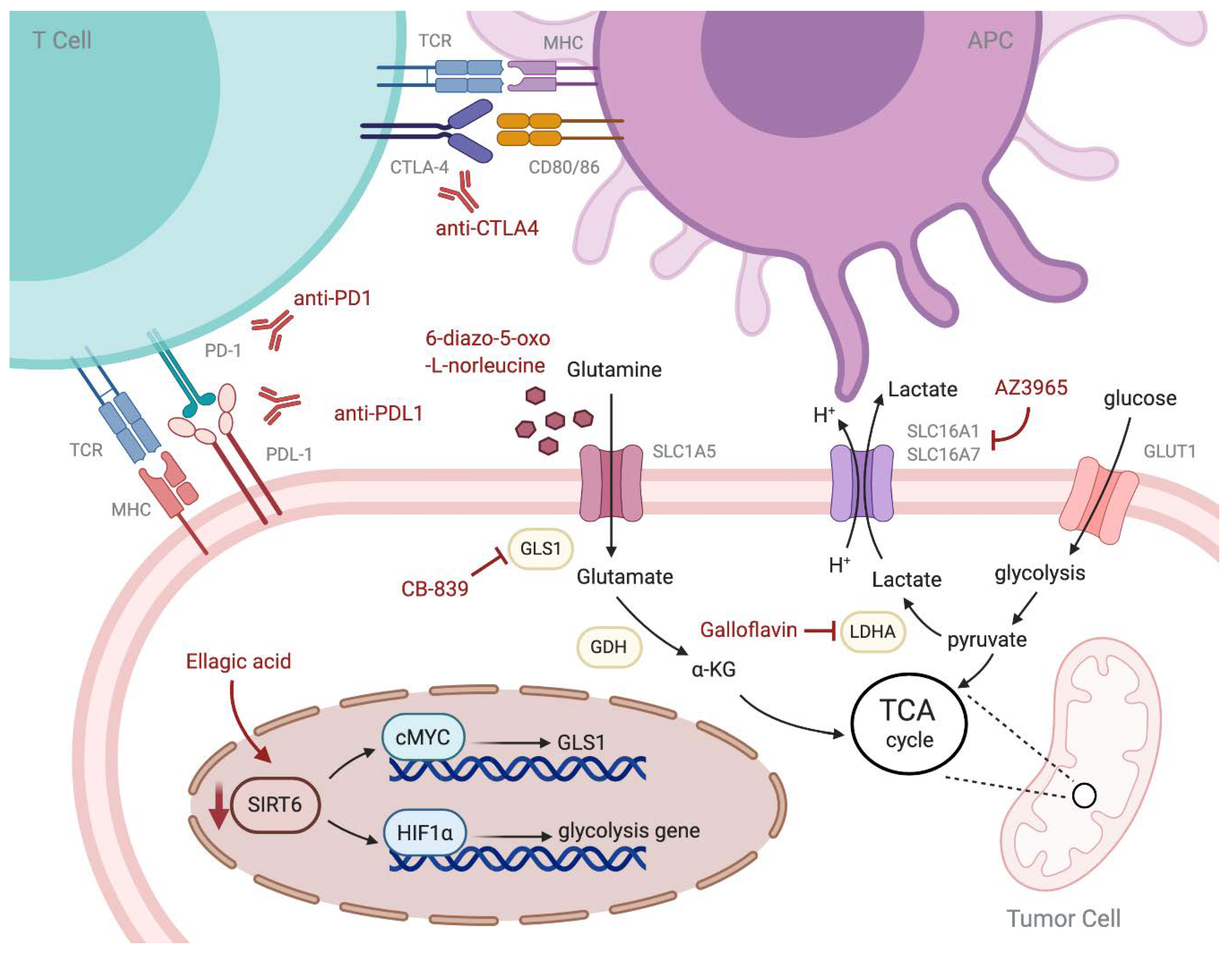 Ijms 21 08993 g001 Ijms 21 08993 g001