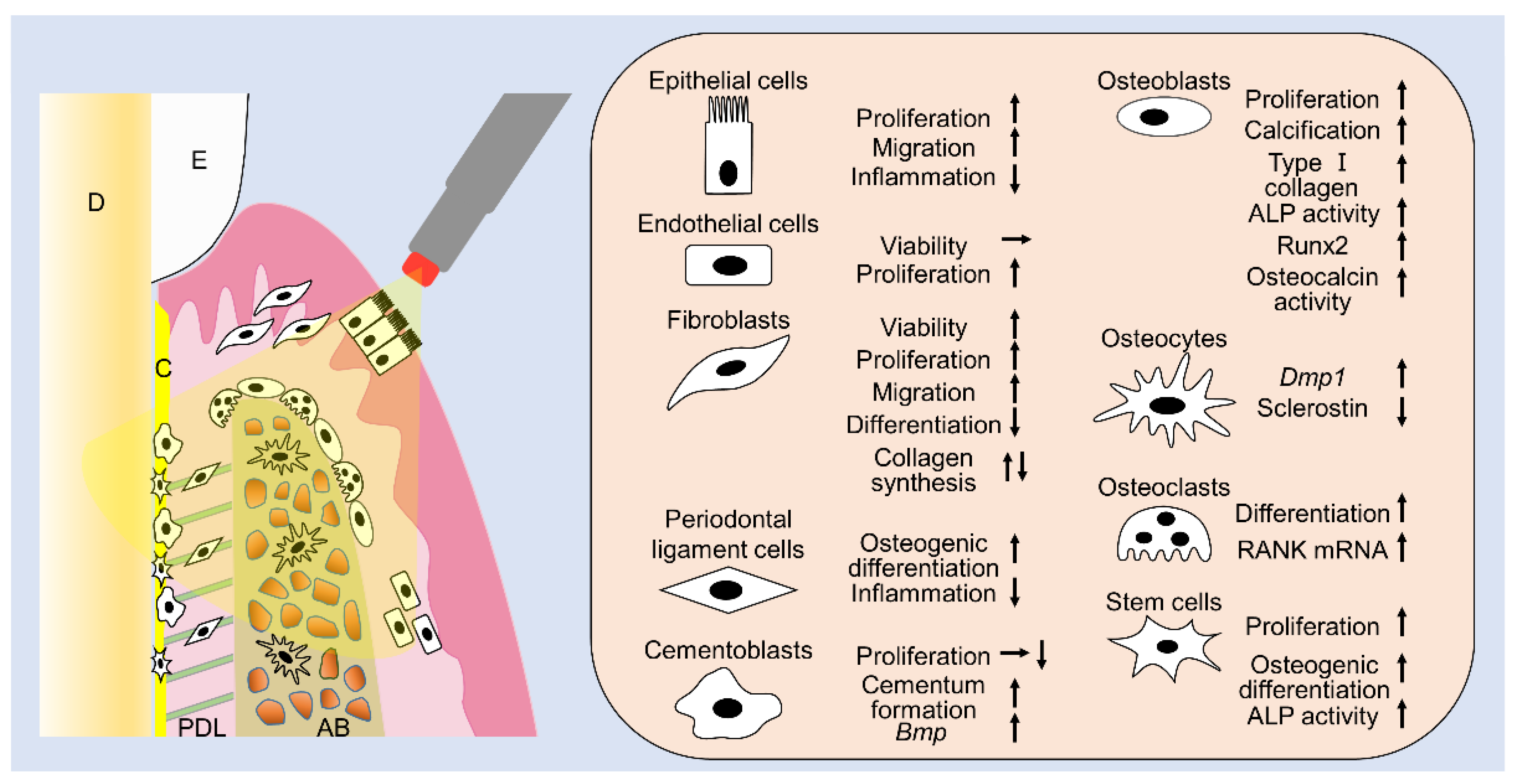 Ijms 21 09002 g001 Ijms 21 09002 g001
