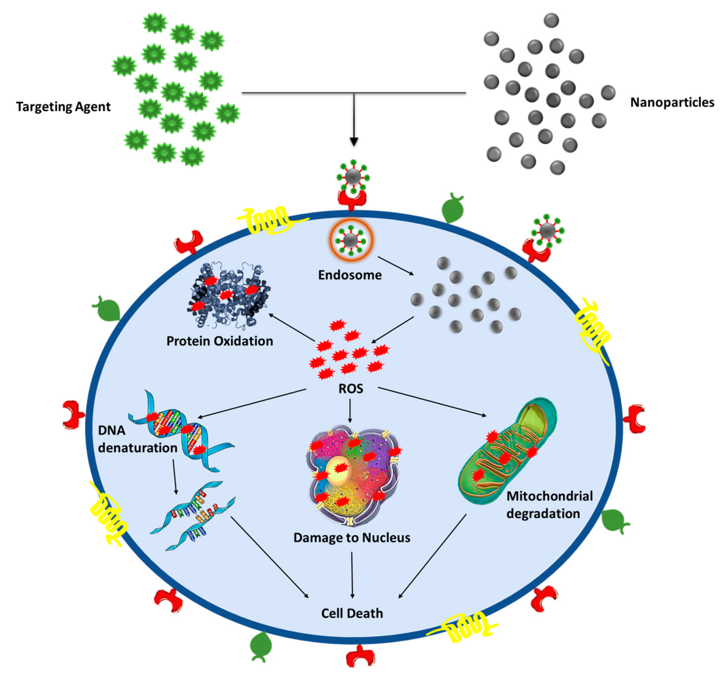Ijms 21 09028 g004 Ijms 21 09028 g004