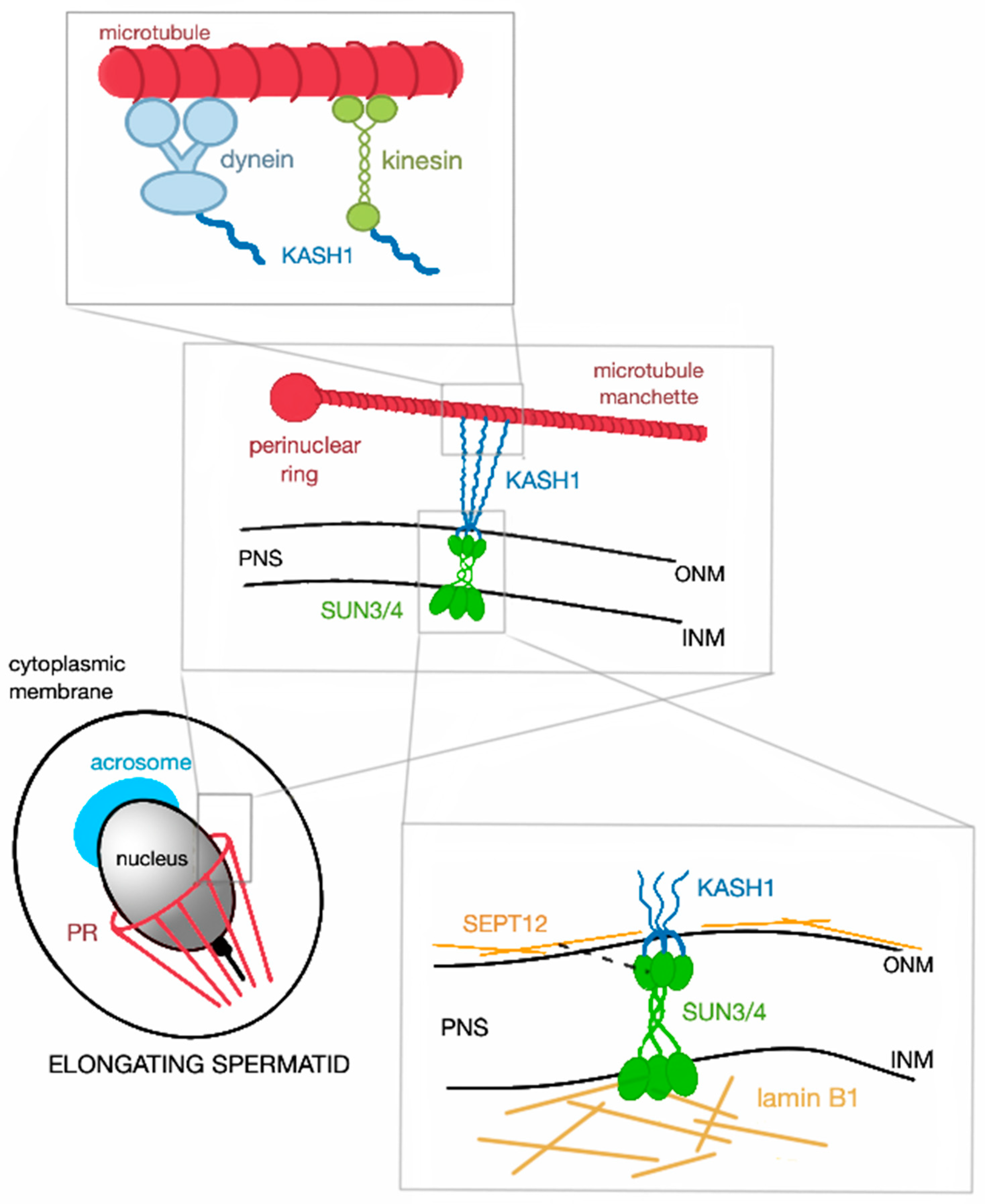 Ijms 21 09058 g002 Ijms 21 09058 g002