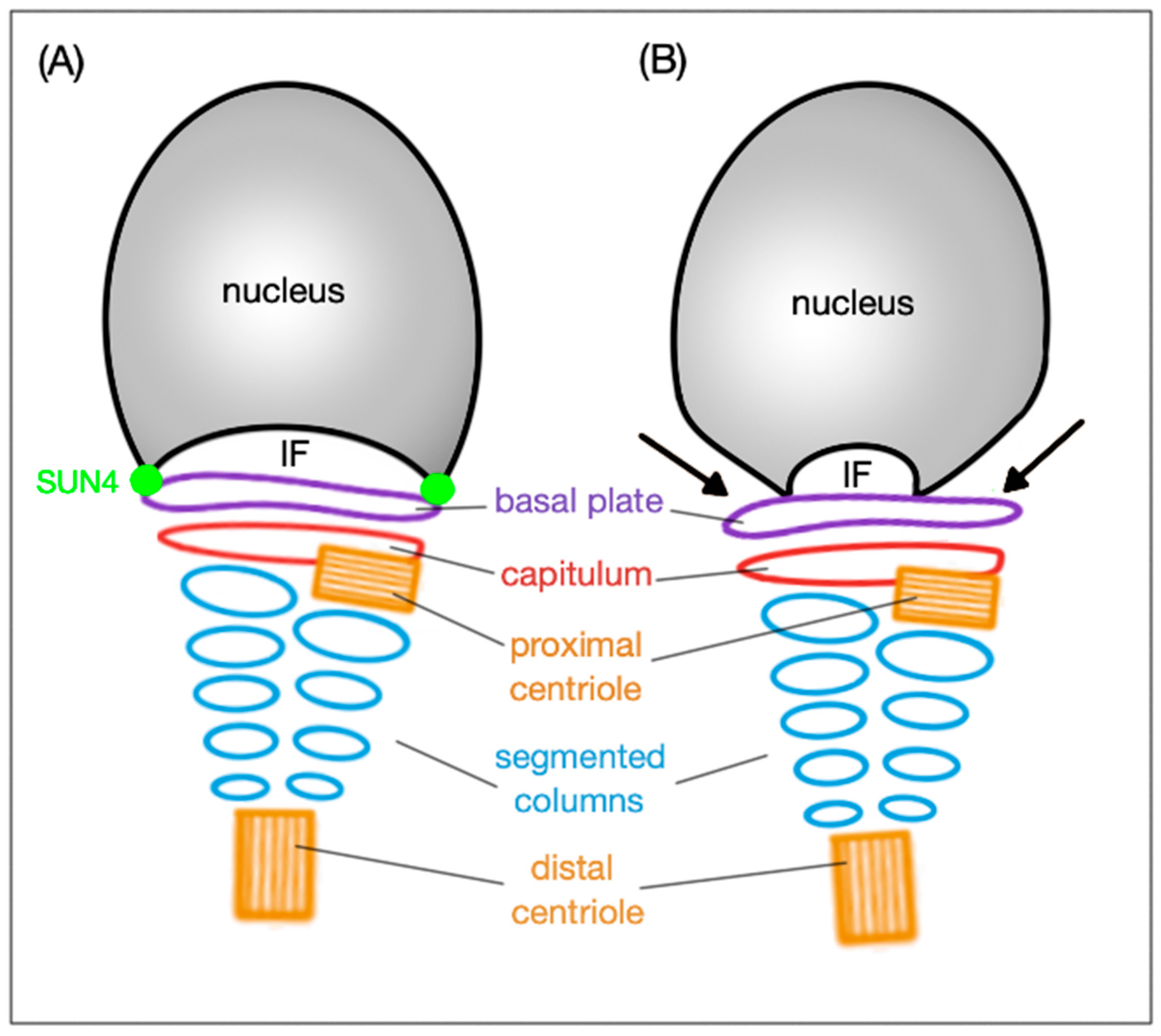 Ijms 21 09058 g003 Ijms 21 09058 g003