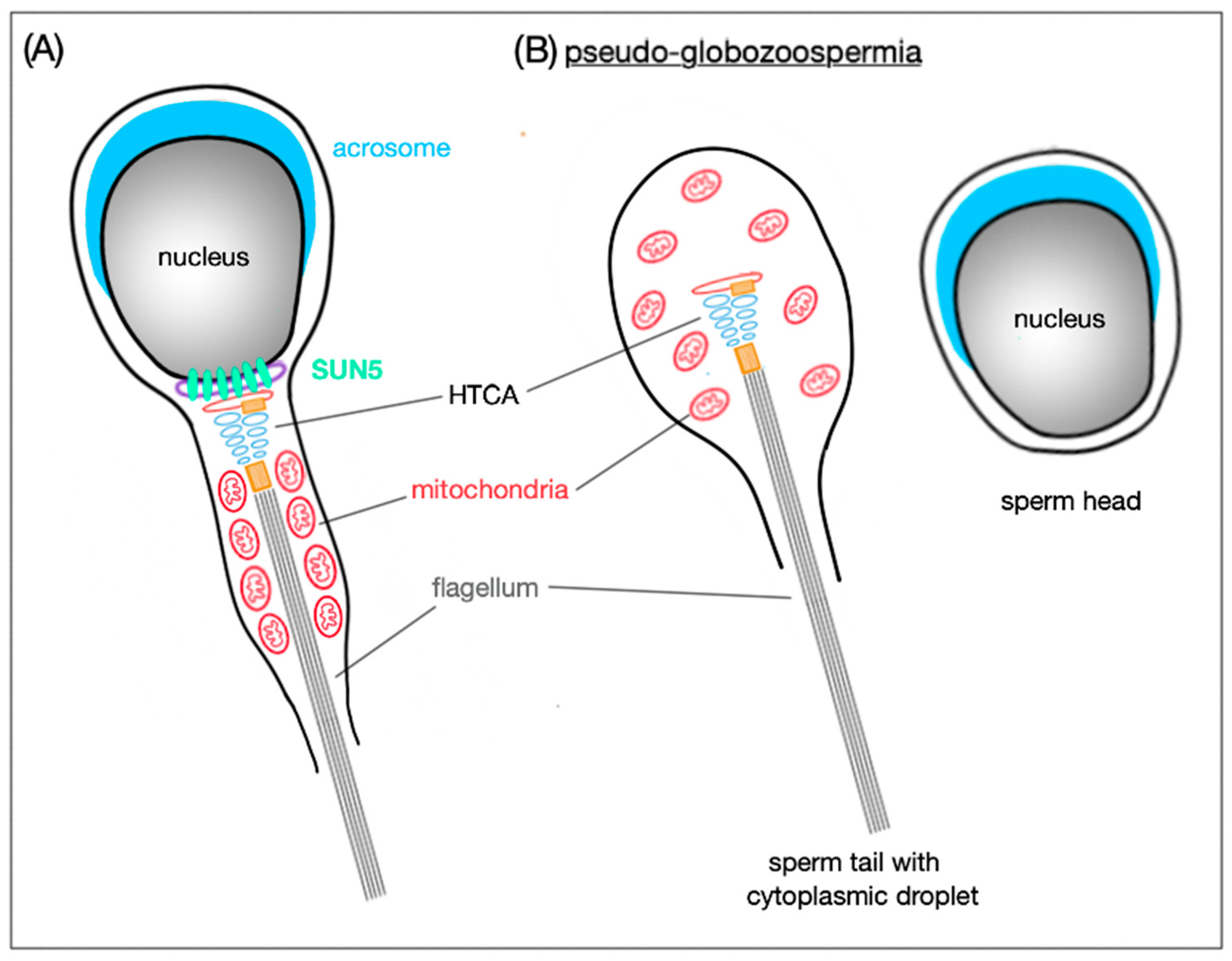 Ijms 21 09058 g004 Ijms 21 09058 g004