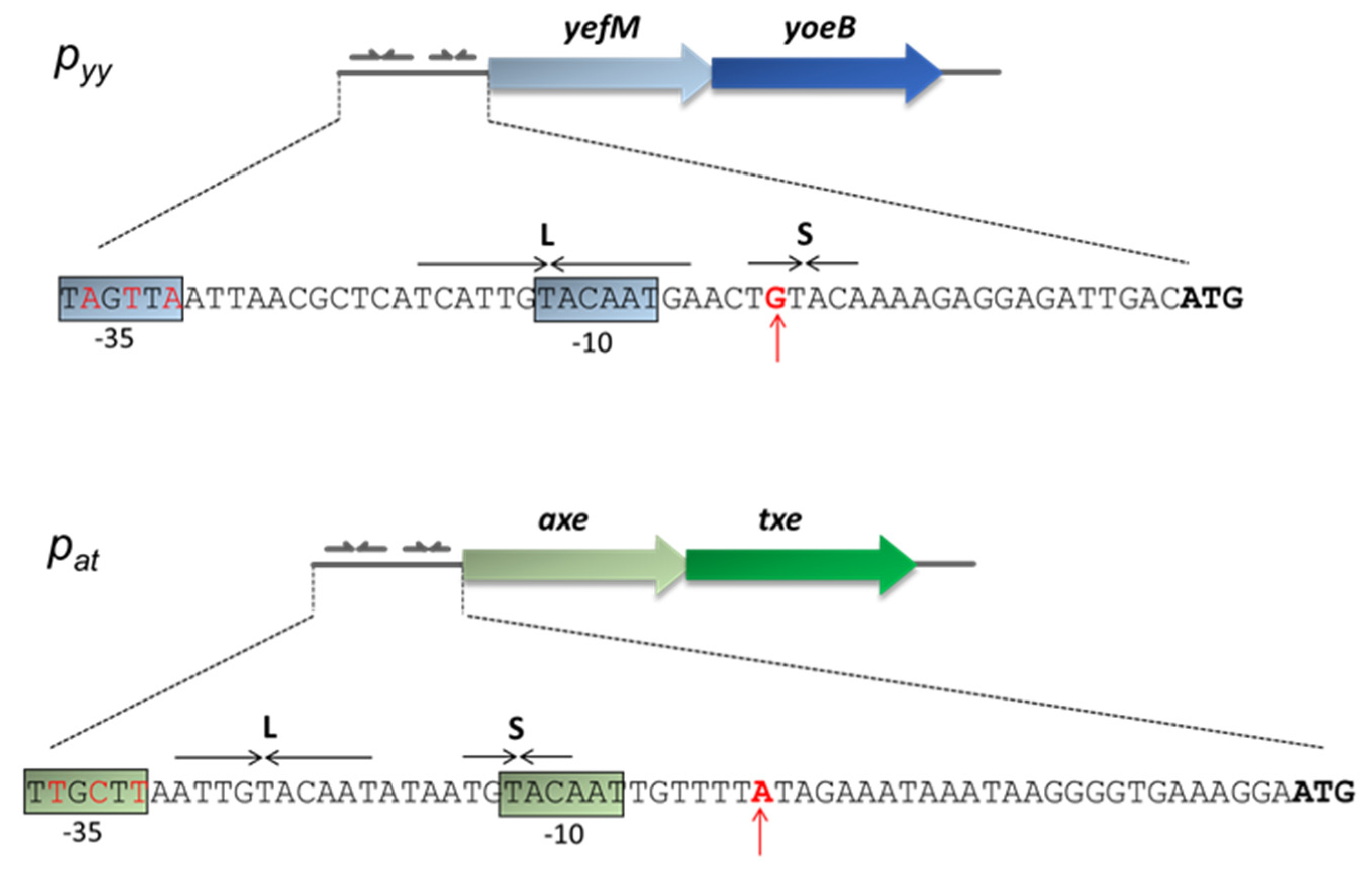 Ijms 21 09062 g001 Ijms 21 09062 g001