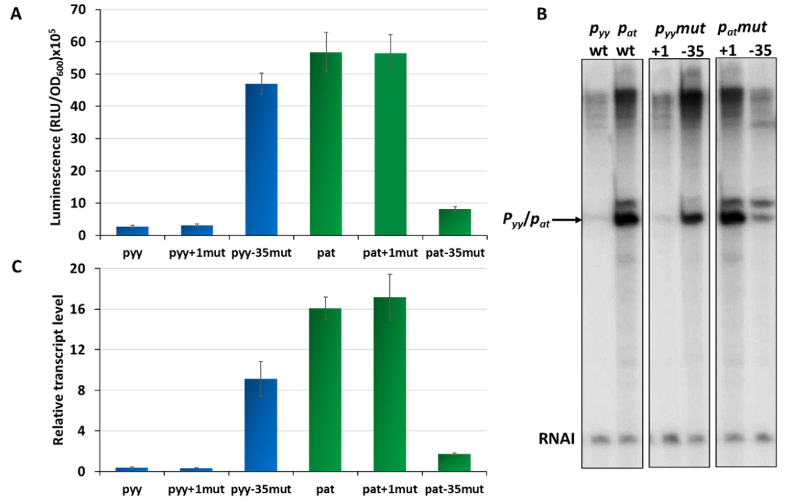 Ijms 21 09062 g002 Ijms 21 09062 g002