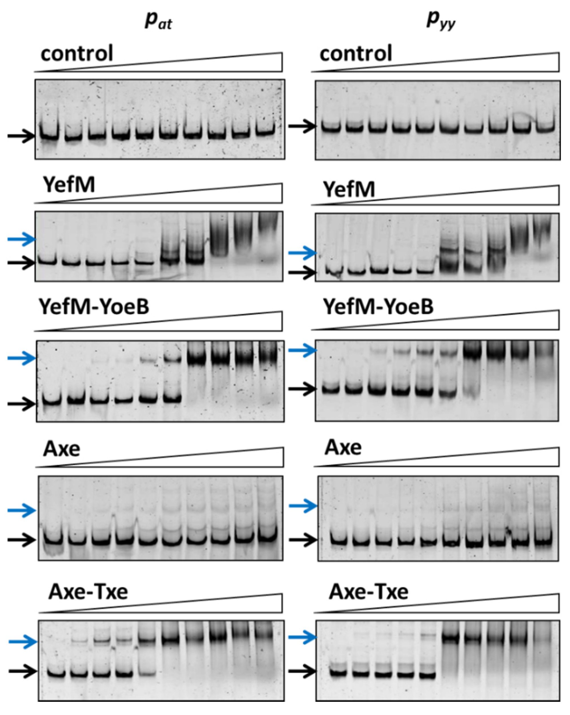 Ijms 21 09062 g003 Ijms 21 09062 g003