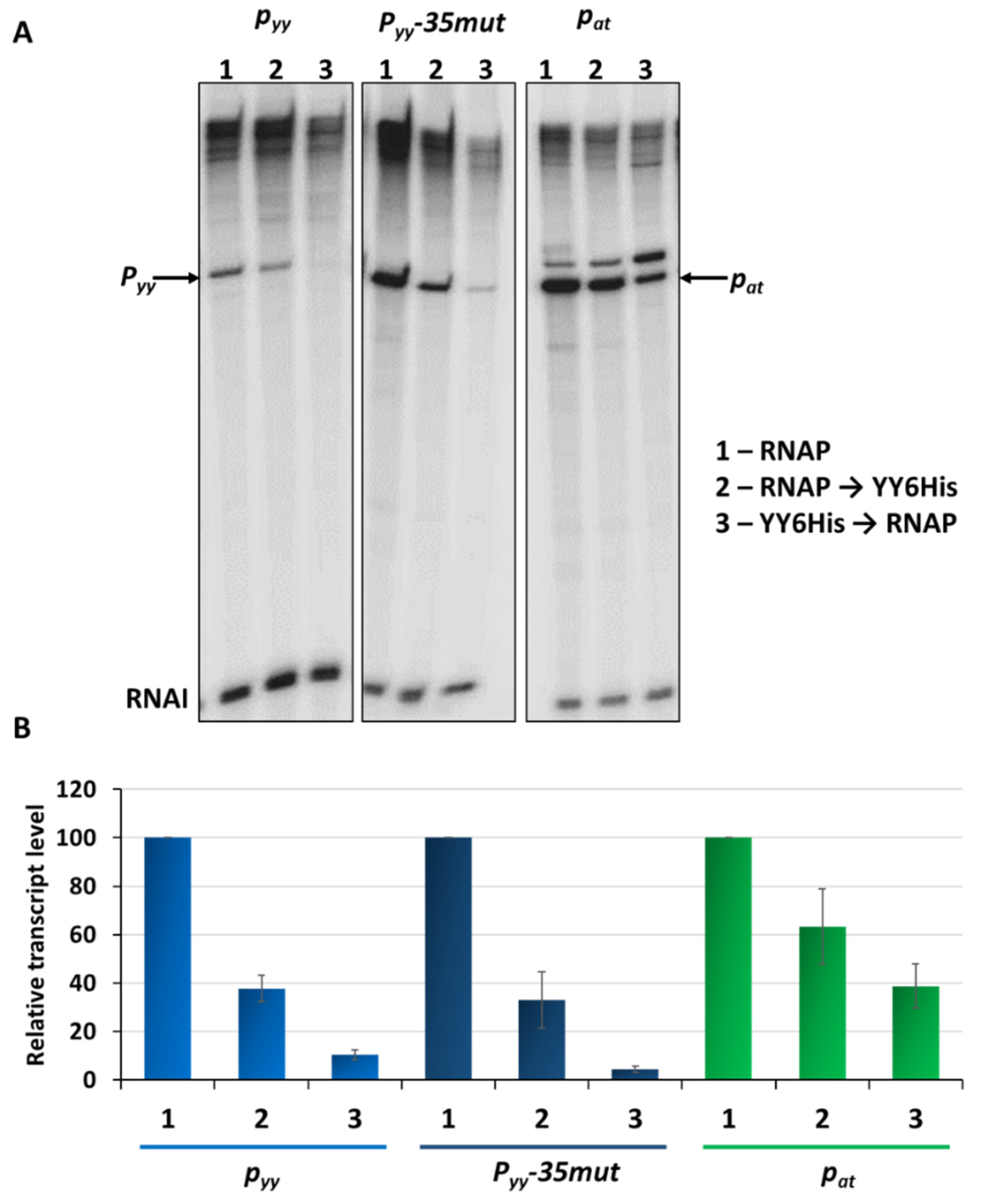 Ijms 21 09062 g006 Ijms 21 09062 g006
