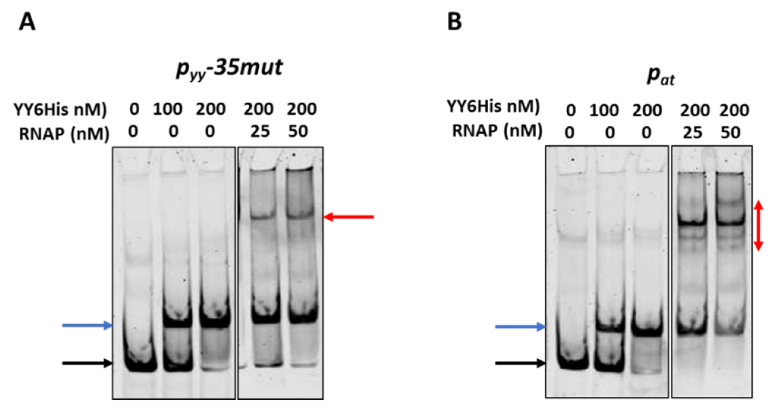 Ijms 21 09062 g007 Ijms 21 09062 g007