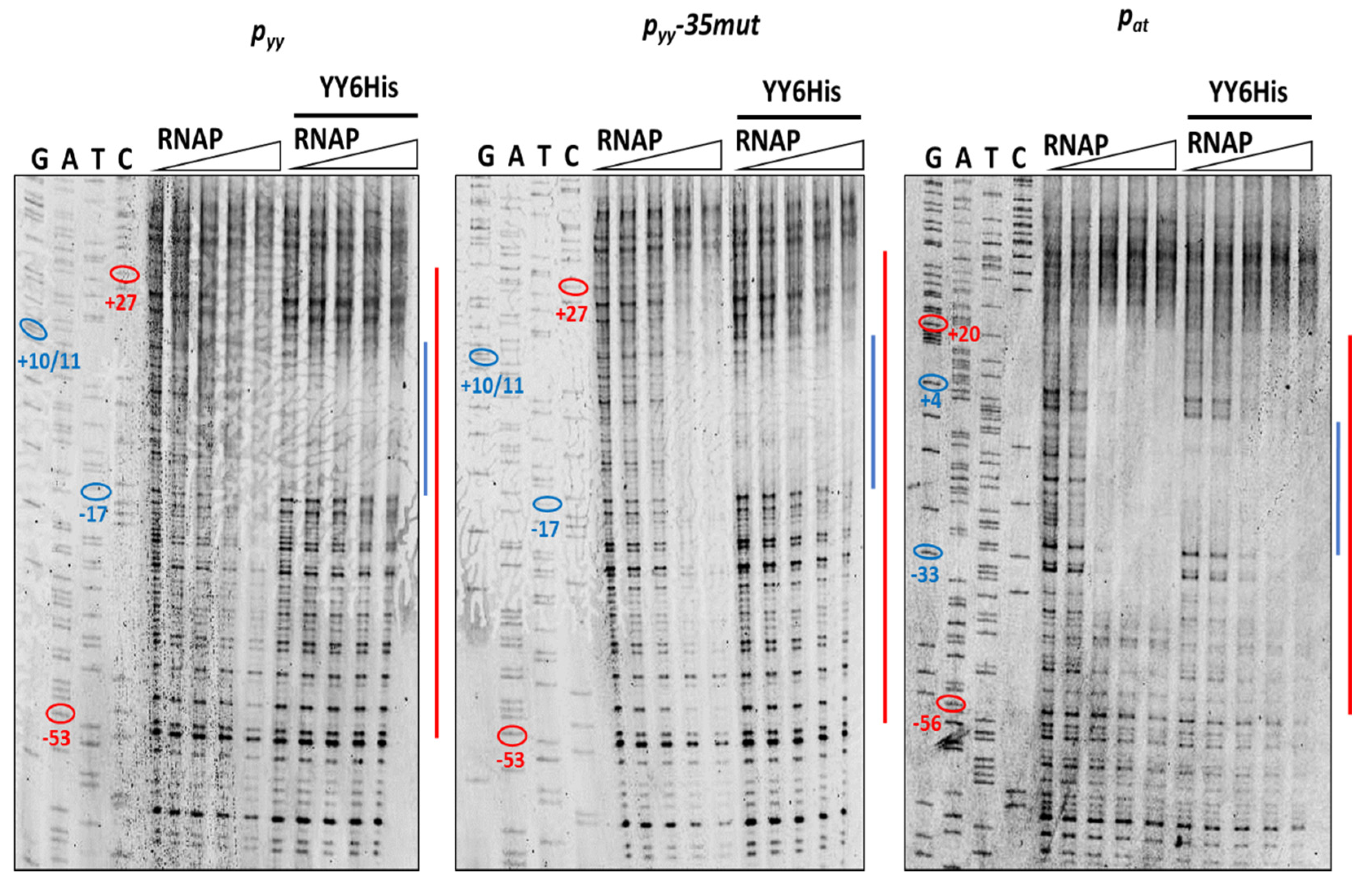 Ijms 21 09062 g008 Ijms 21 09062 g008