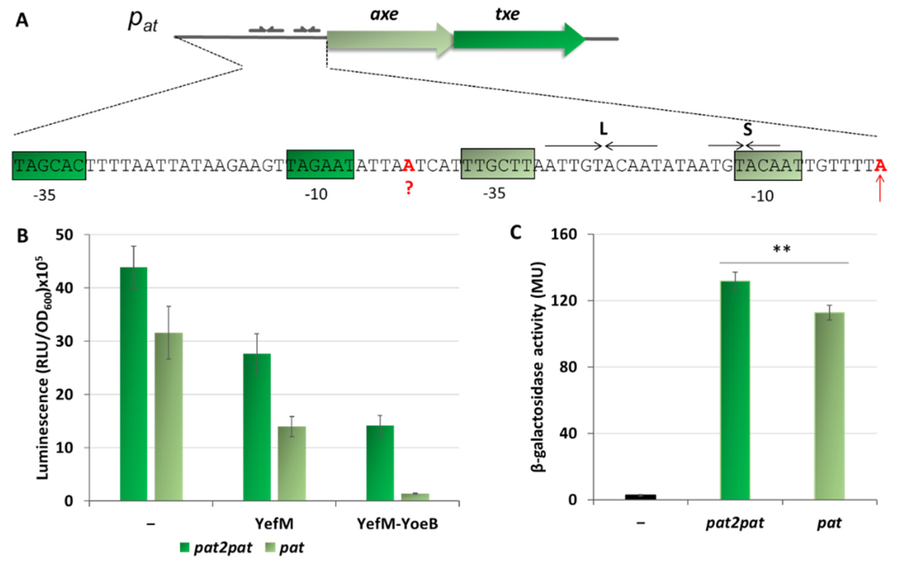 Ijms 21 09062 g009 Ijms 21 09062 g009