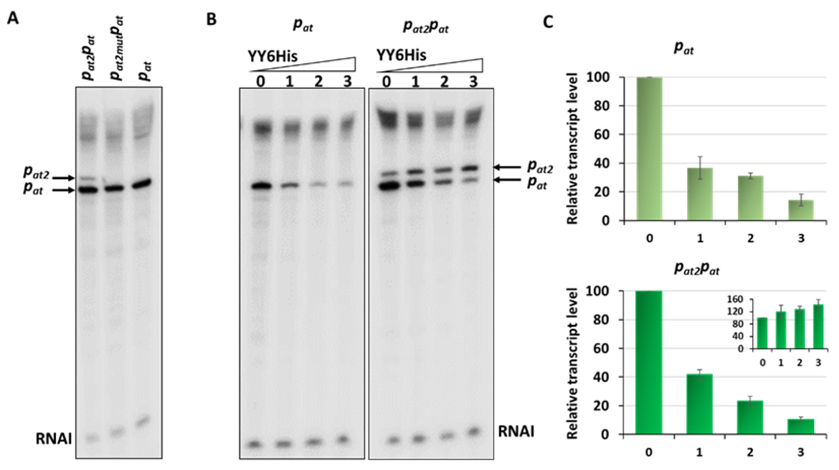 Ijms 21 09062 g010 Ijms 21 09062 g010