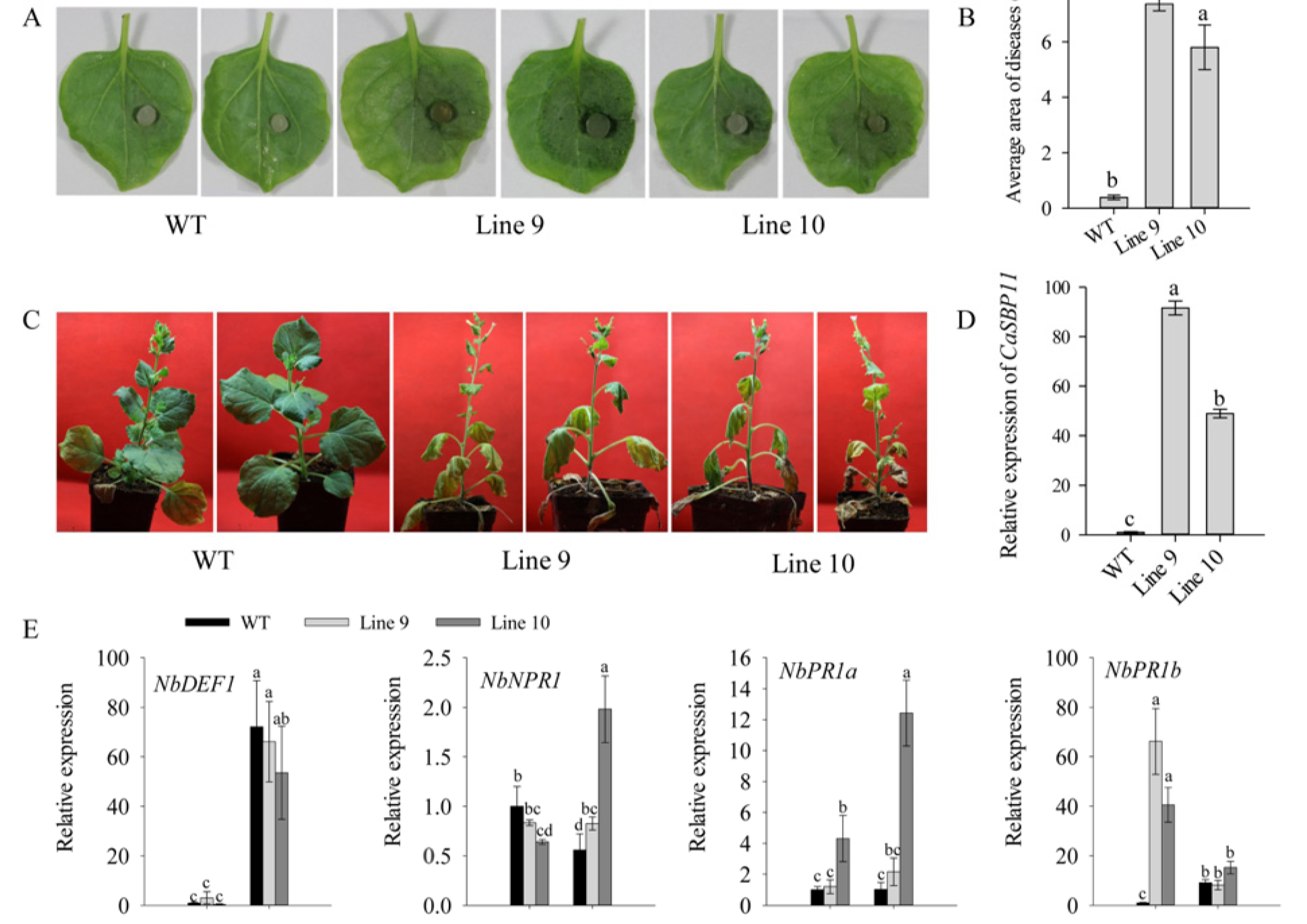 Ijms 21 09065 g007 Ijms 21 09065 g007