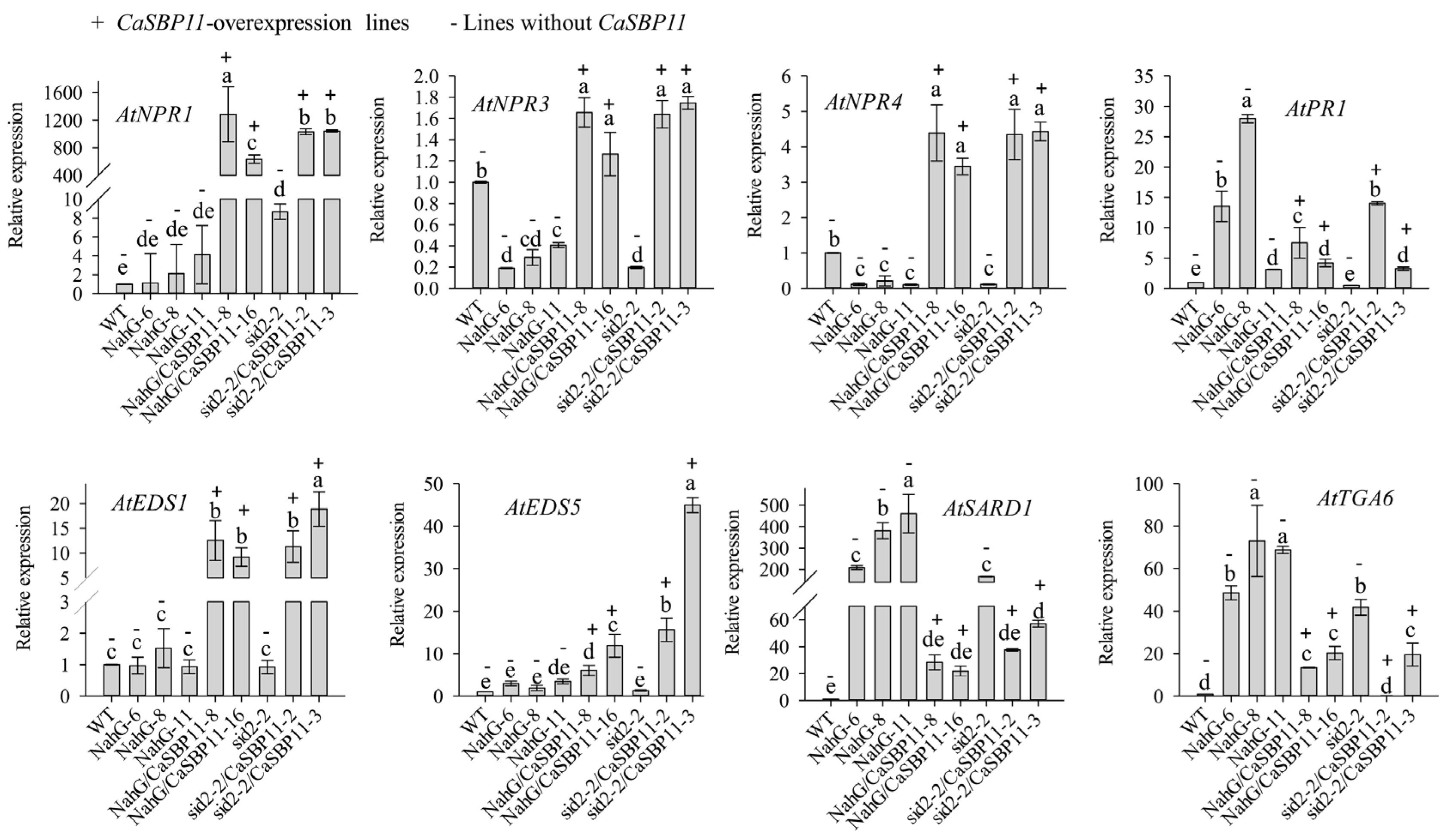 Ijms 21 09065 g009 Ijms 21 09065 g009