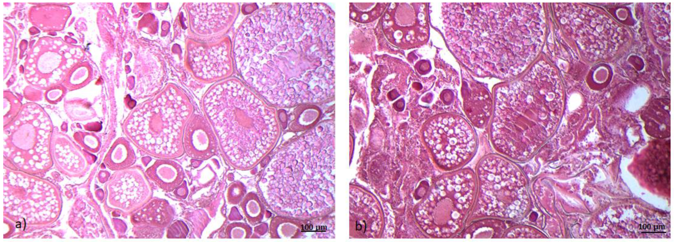 Ijms 21 09073 g001 Ijms 21 09073 g001